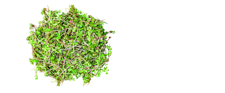 Zur Kategorie Sedumsprossenmischung wechseln