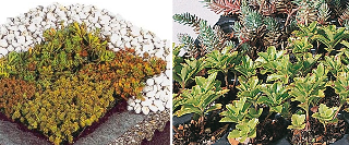 Zur Kategorie Dachbegrünung wechseln