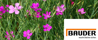 Zur Kategorie Begrünung wechseln