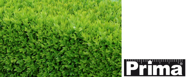 Zur Kategorie Pflanzen wechseln