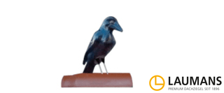 Zur Kategorie Dachrabe wechseln