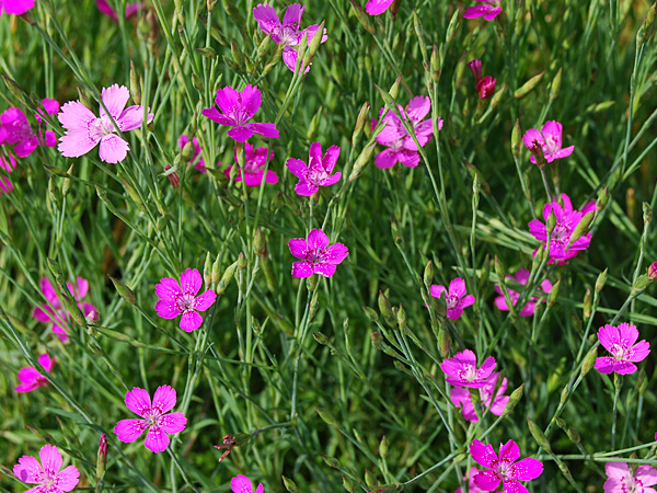 GREEN Seed Mix