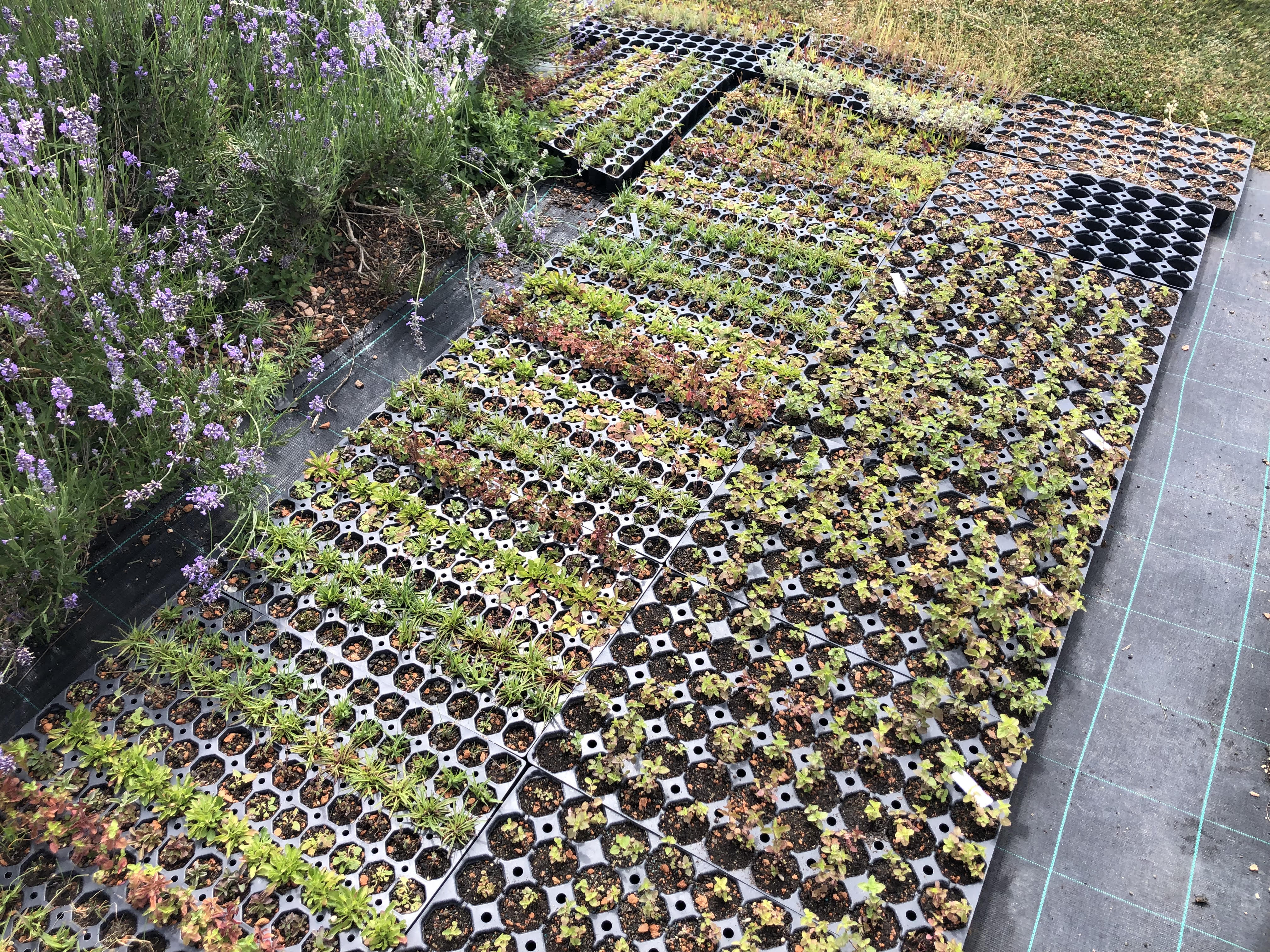 Flachballenpflanze Sedum