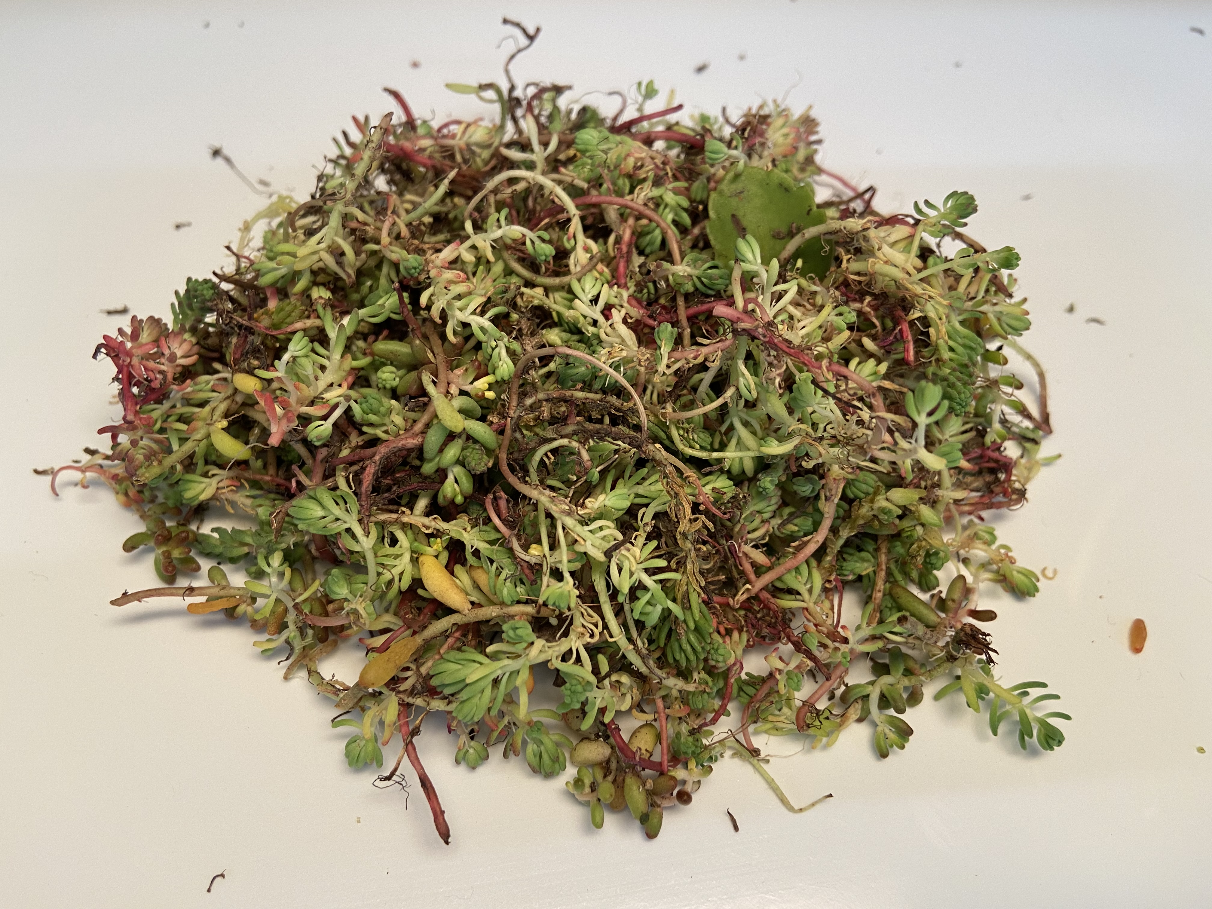 Sedumsprossen Extensivgründach