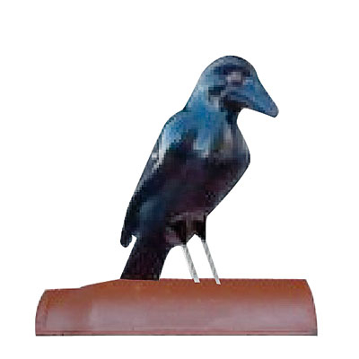 Dachrabe