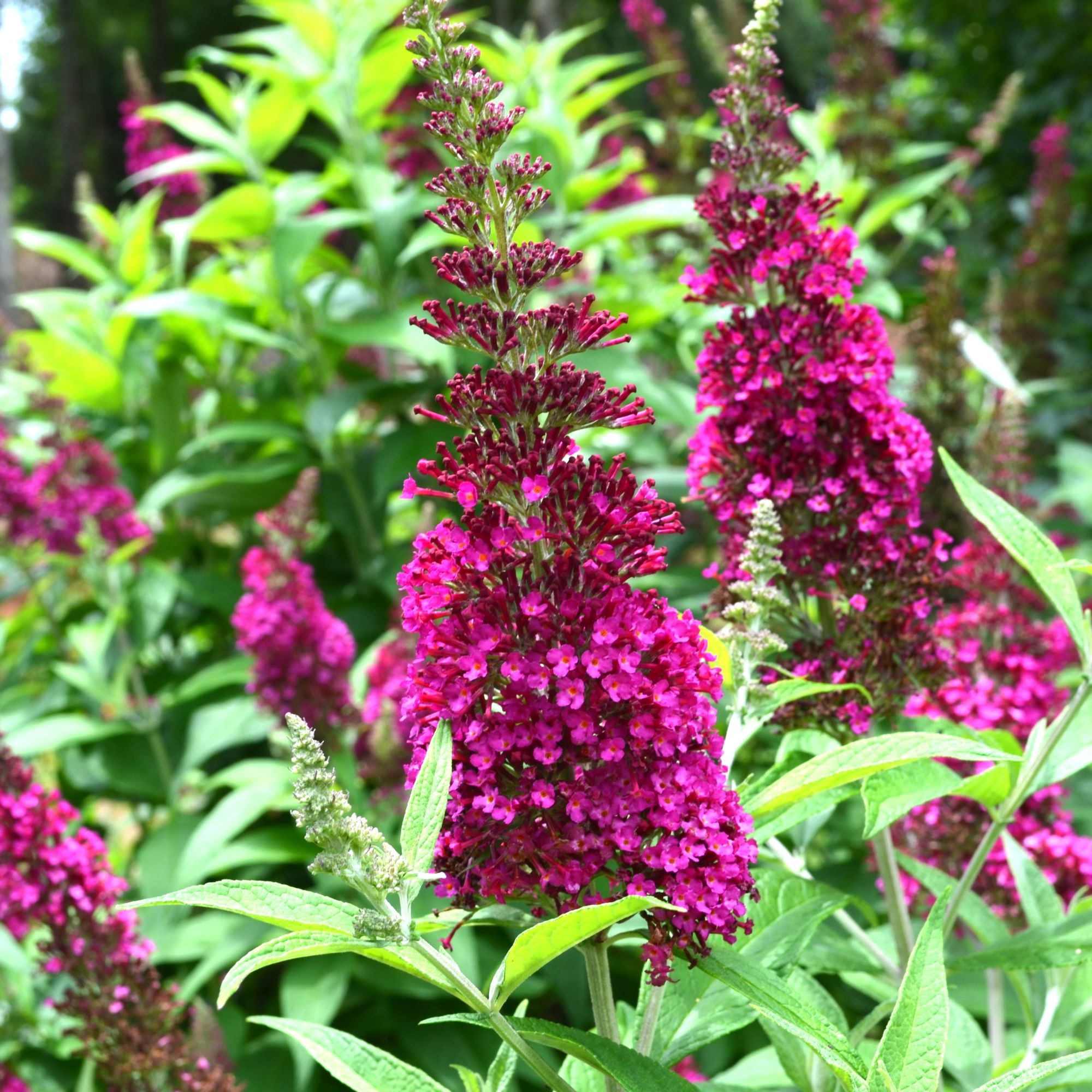 Buddleja davidii