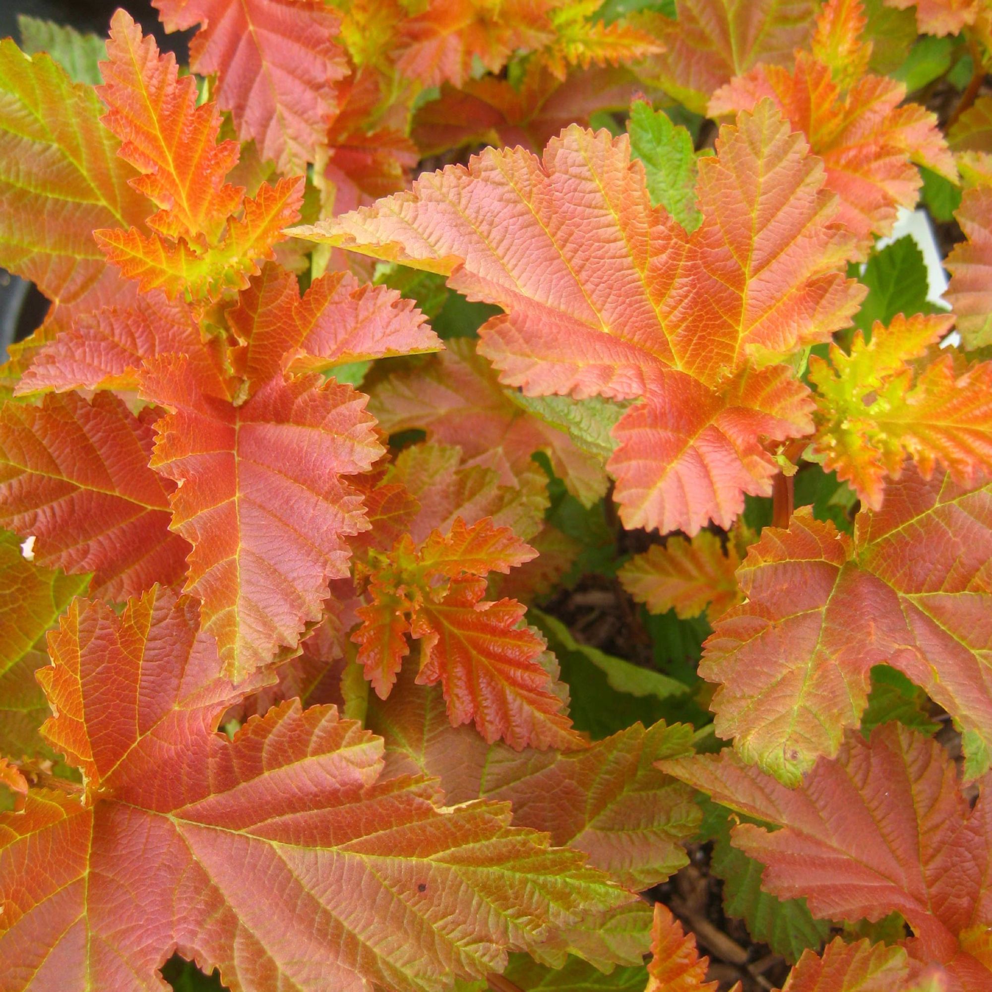 Physocarpus opulifolius