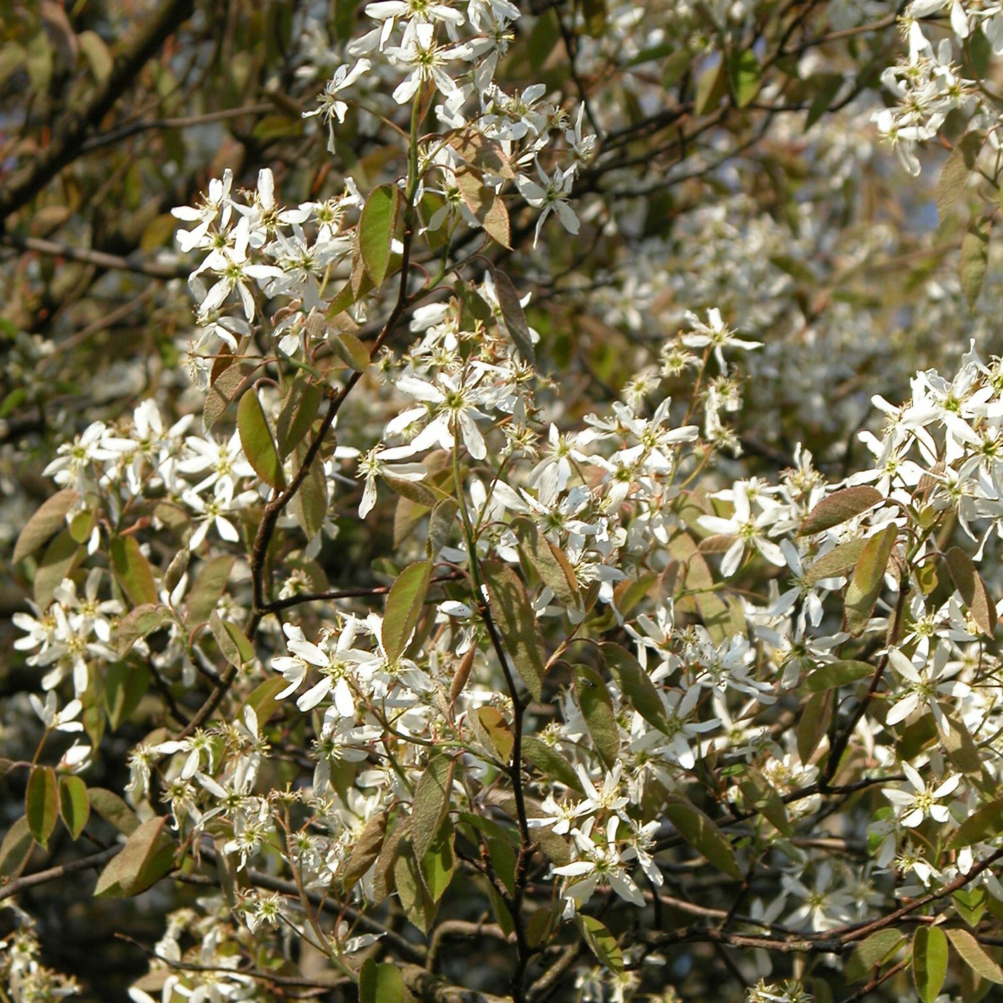 Amelanchier lamarckii