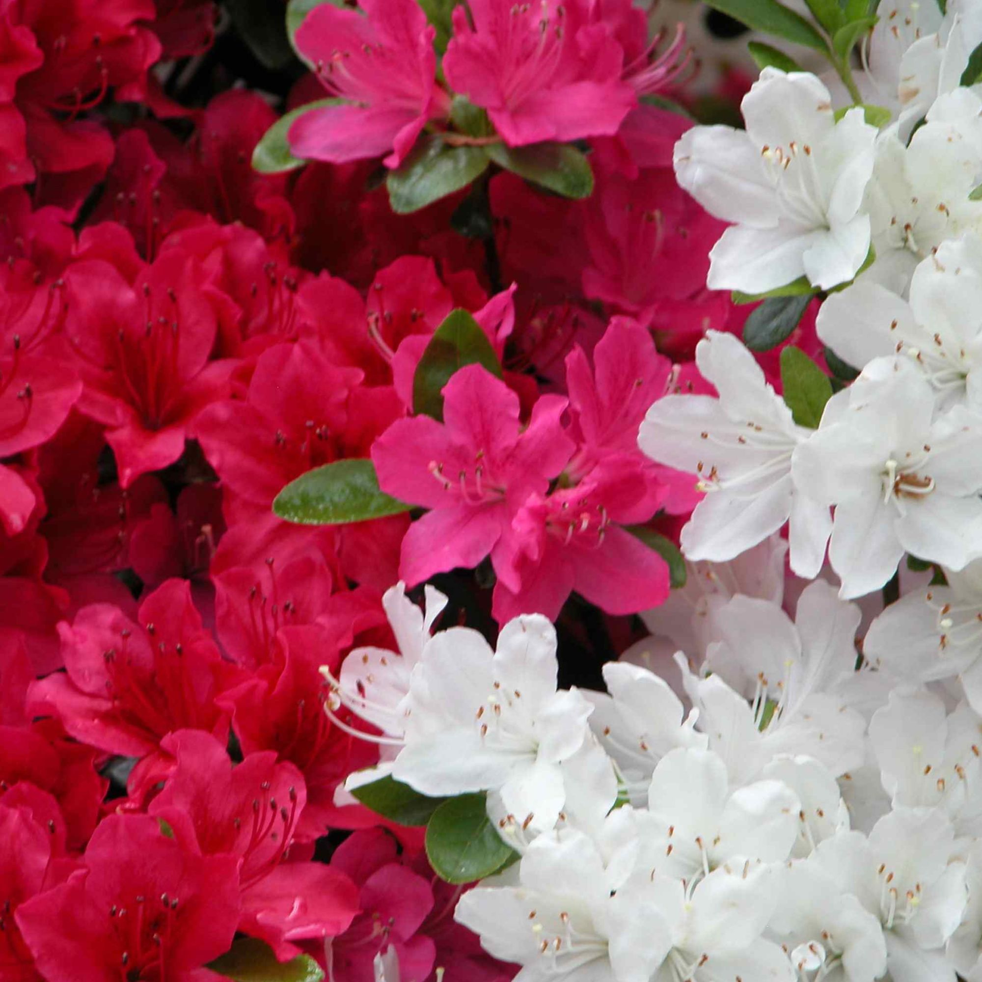 Azalea japonica