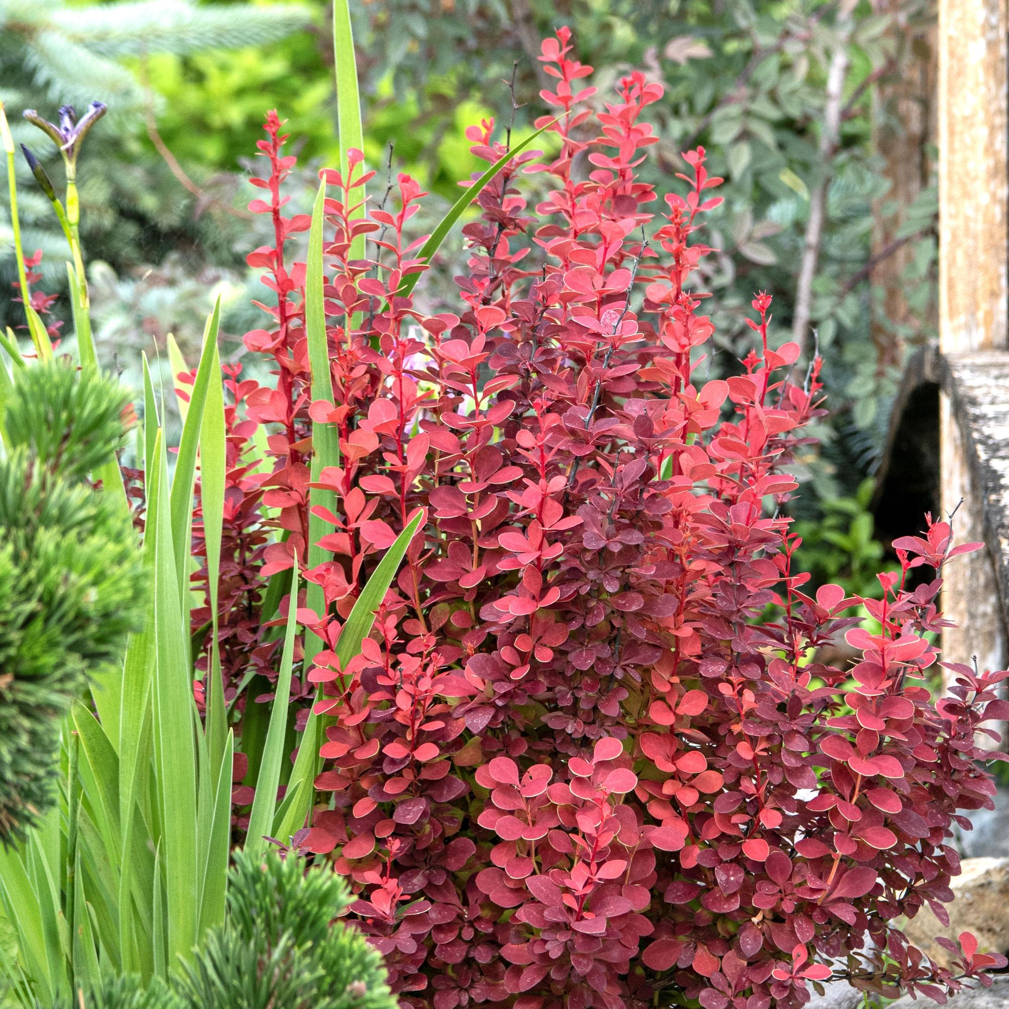 Berberis thunbergii