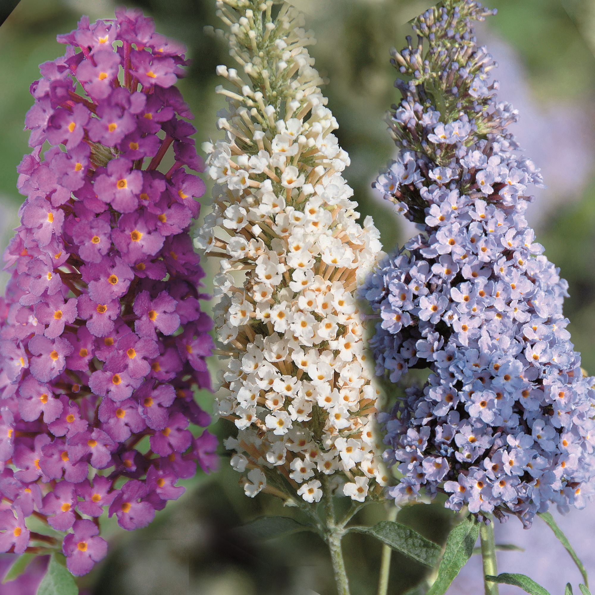 Buddleja