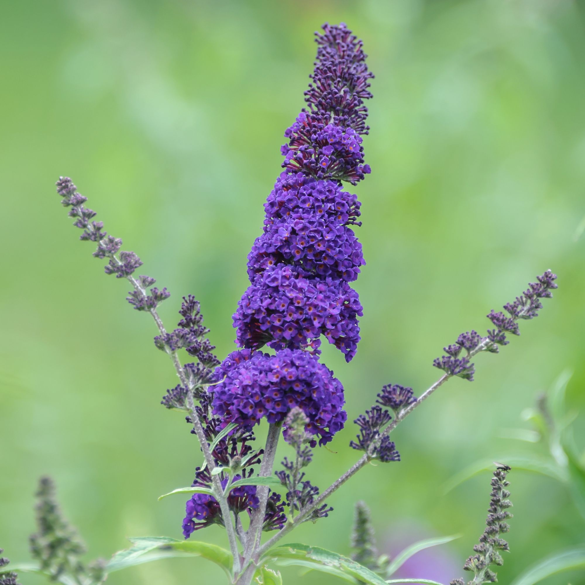 Buddleja davidii