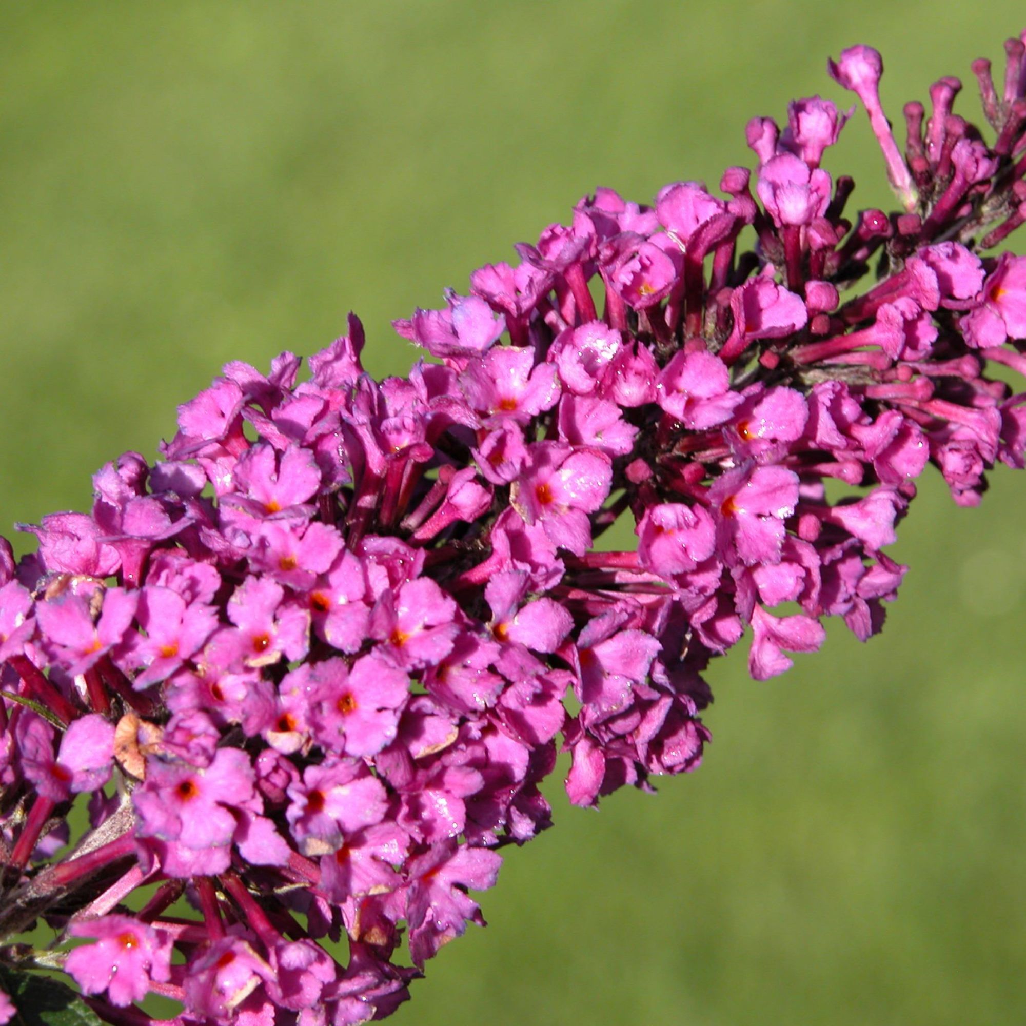 Buddleja davidii