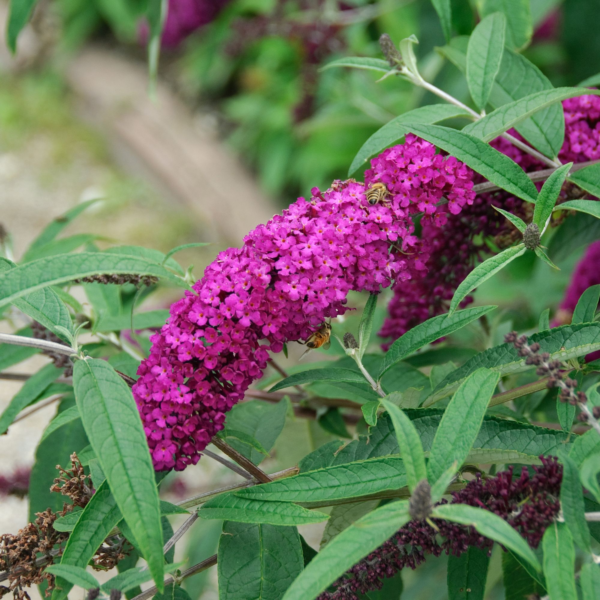 Buddleja davidii