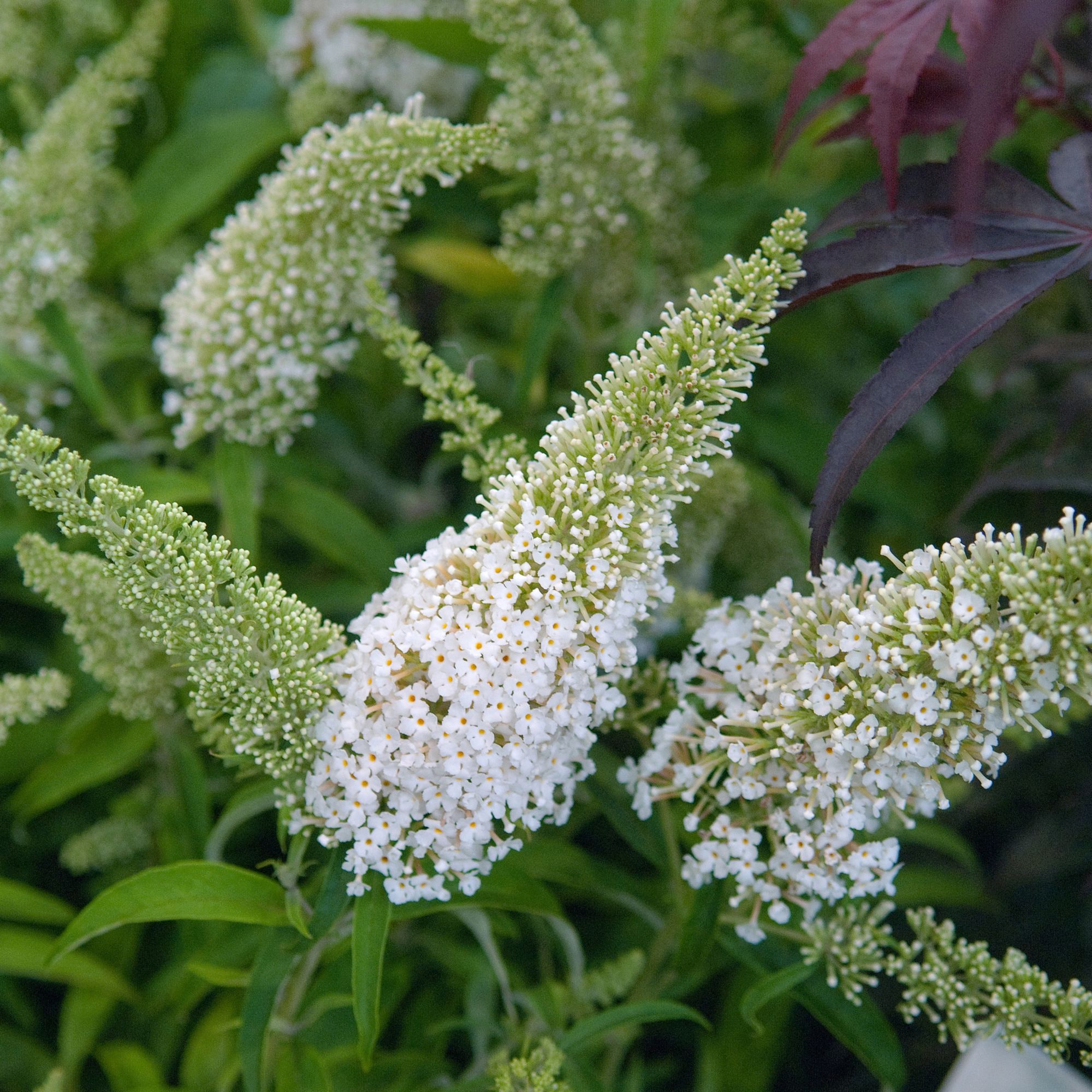 Buddleja davidii