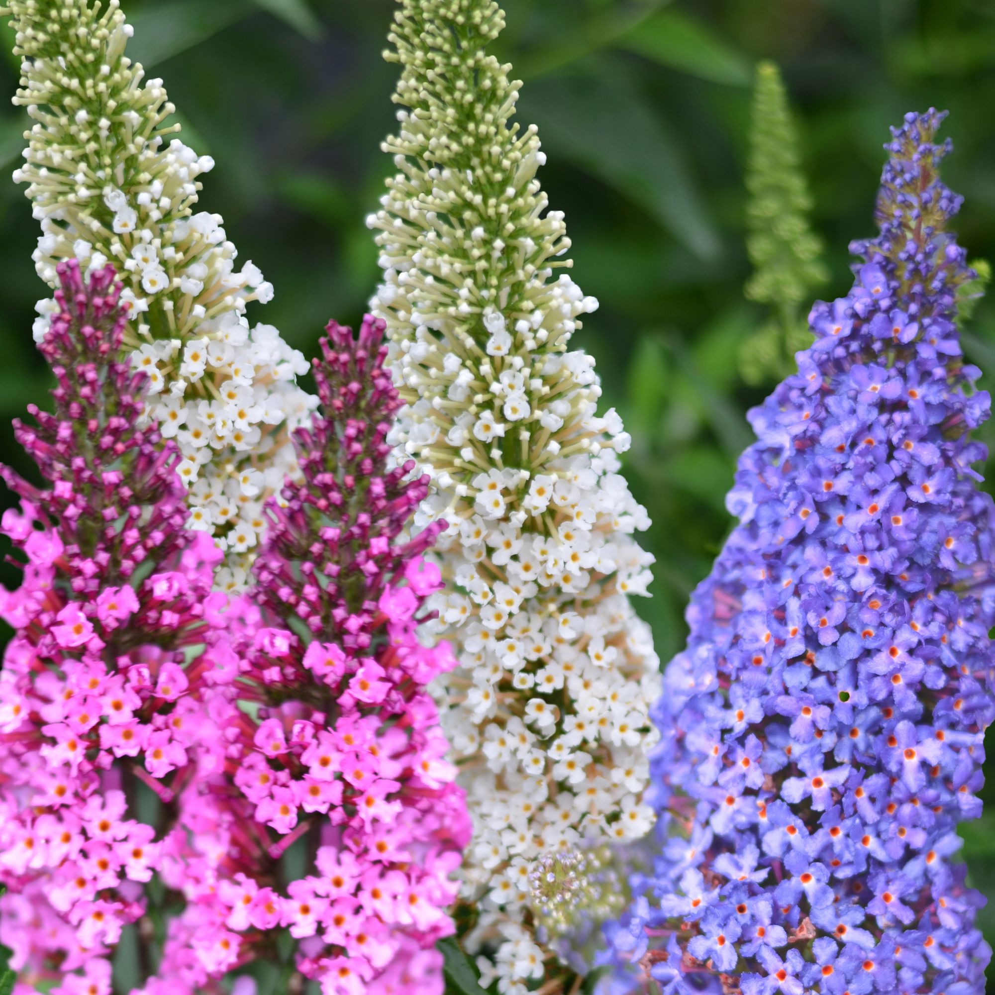 Buddleja davidii