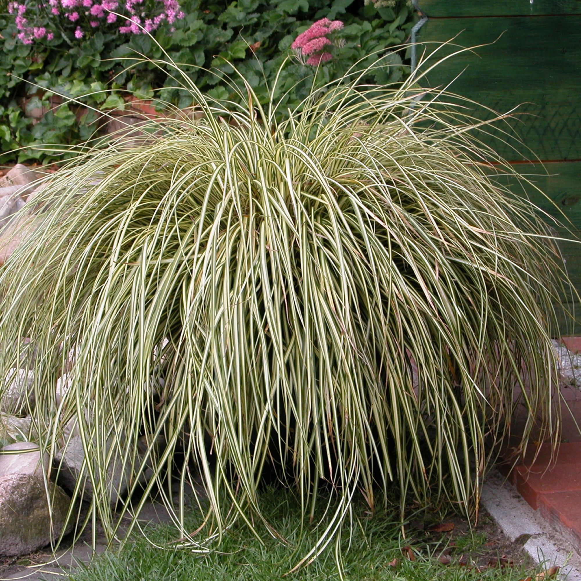 Carex hachijoensis