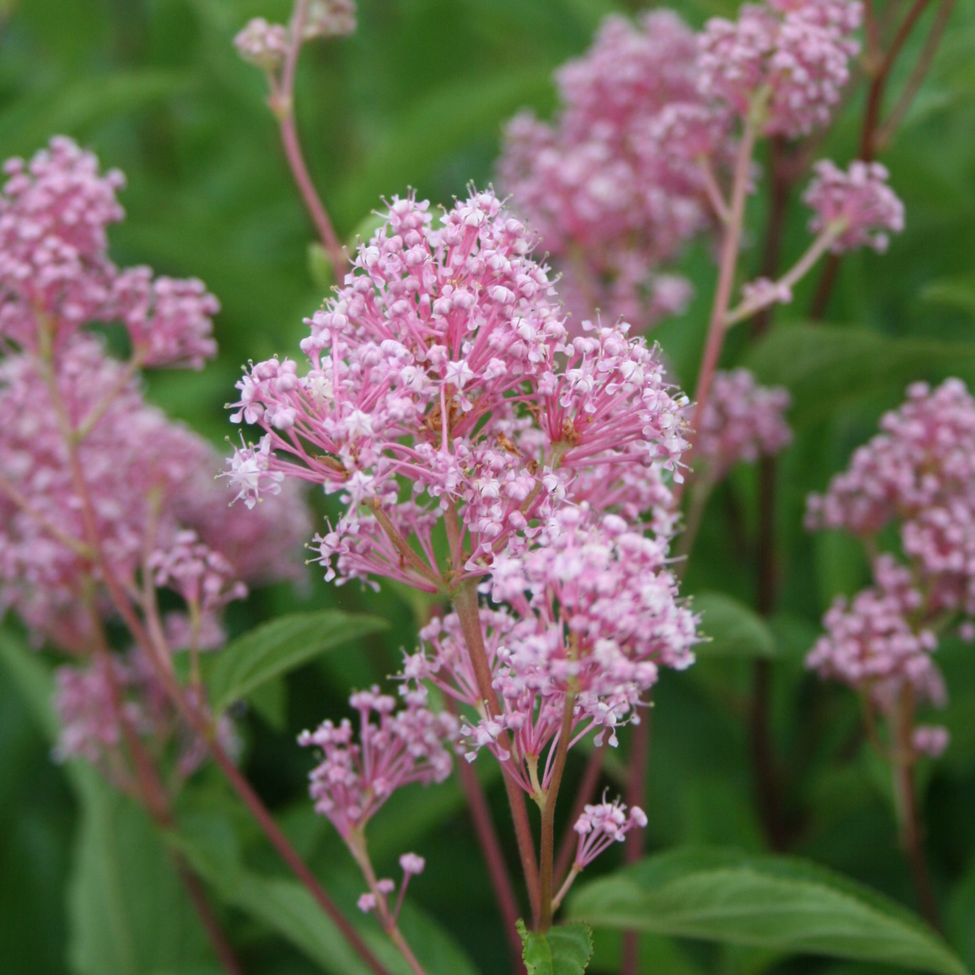 Ceanothus pallidus