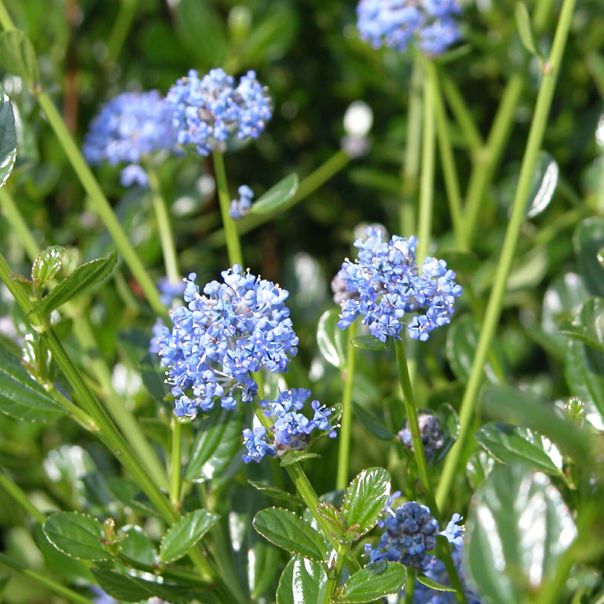 Ceanothus impressus