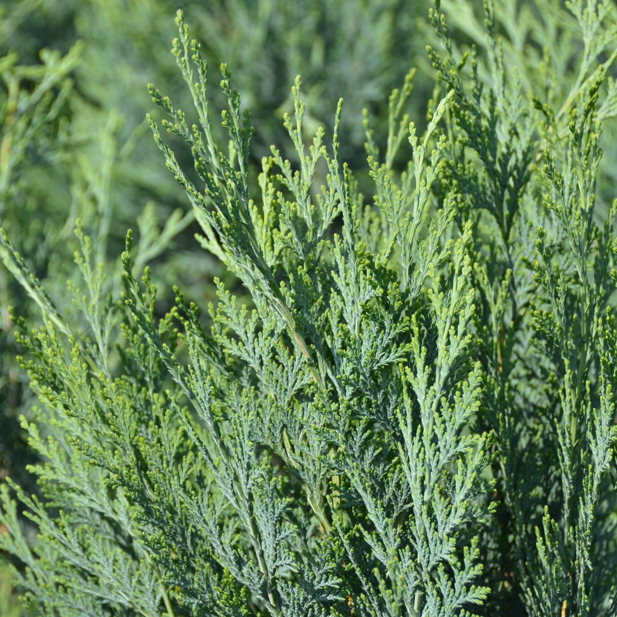 Chamaecyparis lawsoniana