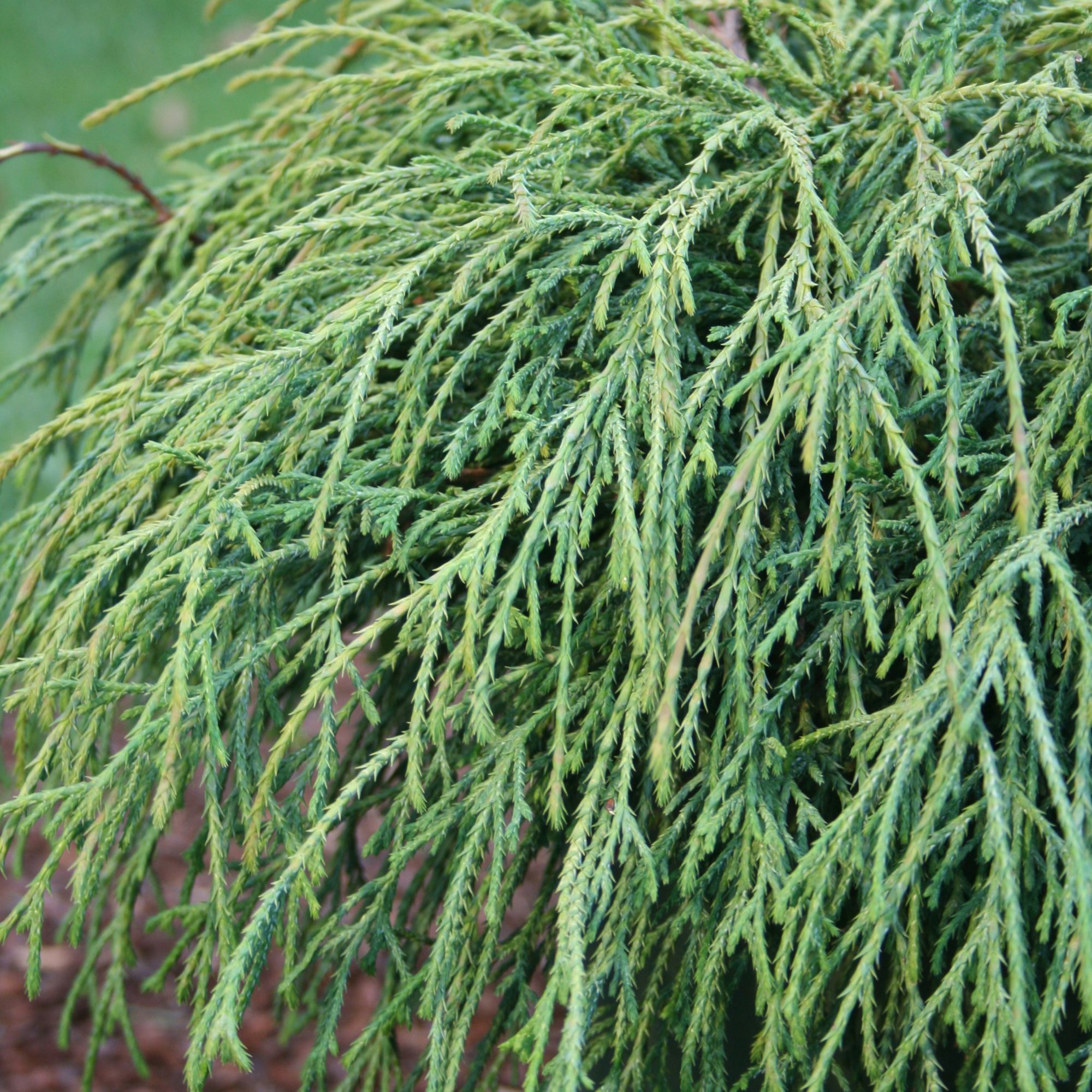 Chamaecyparis pisifera