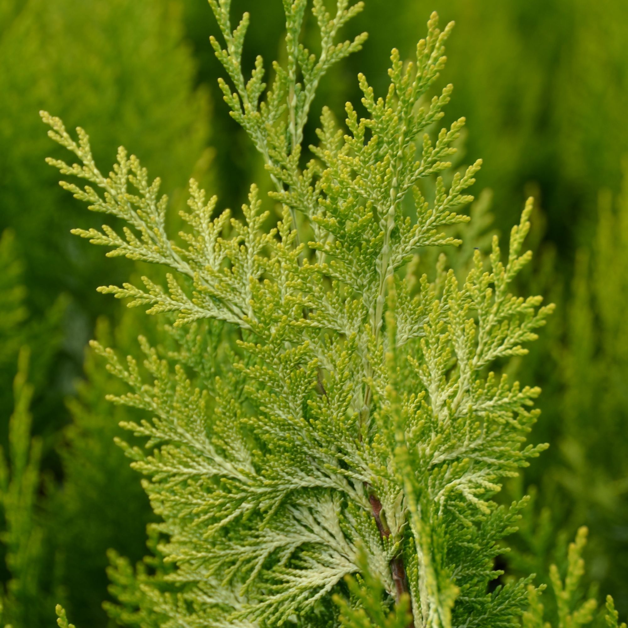 Chamaecyparis lawsoniana