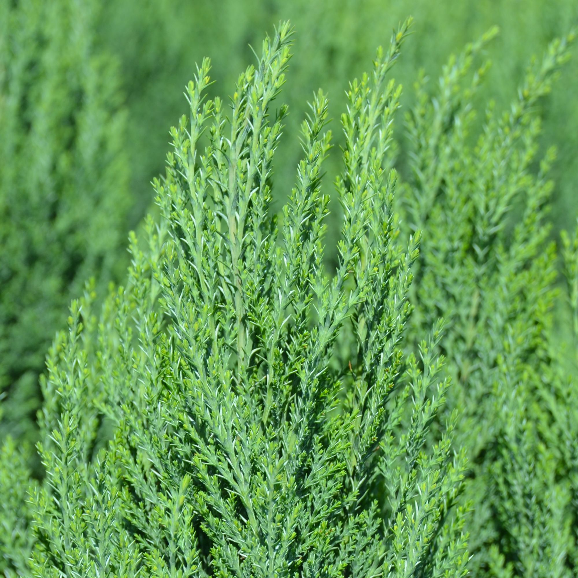 Chamaecyparis lawsoniana
