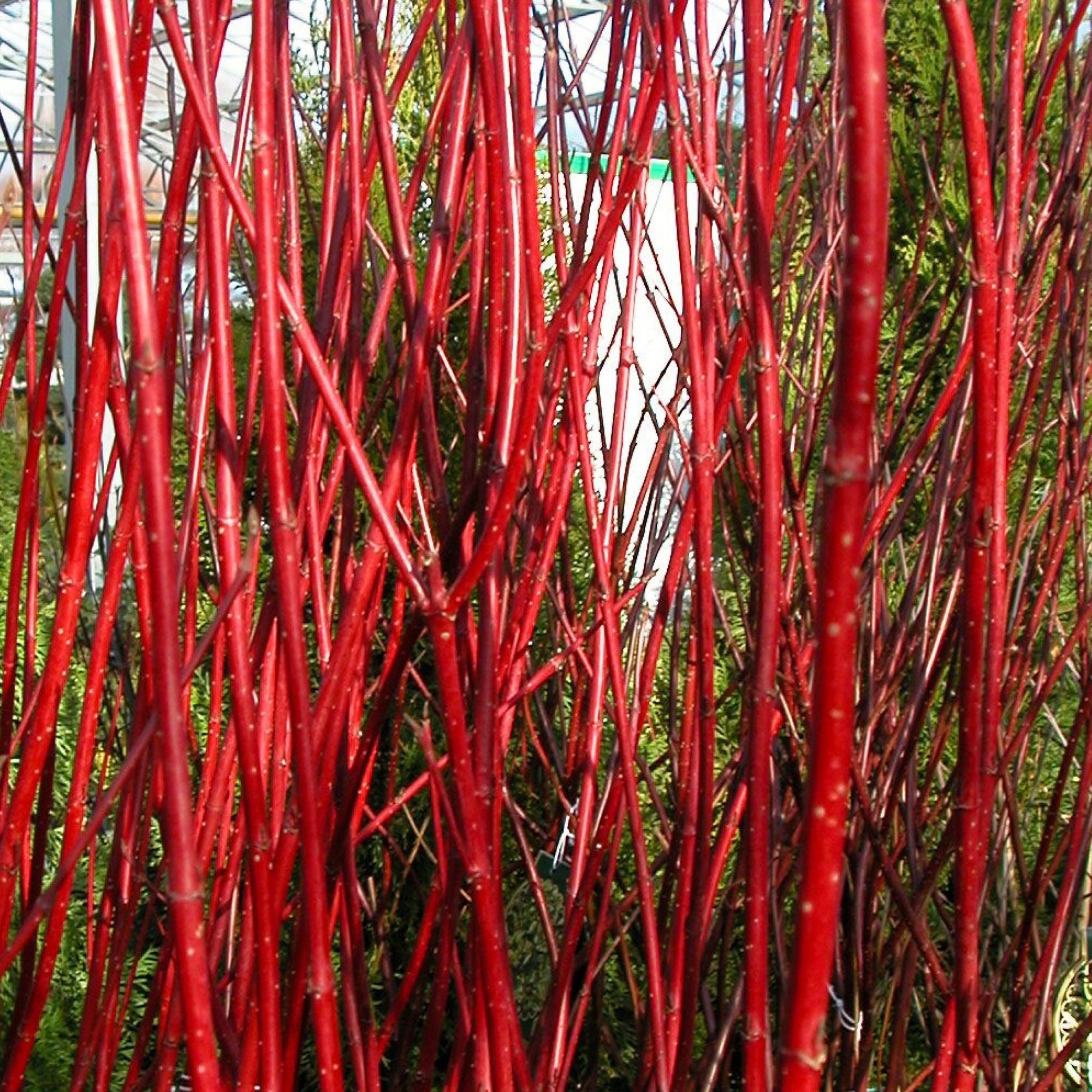 Cornus alba
