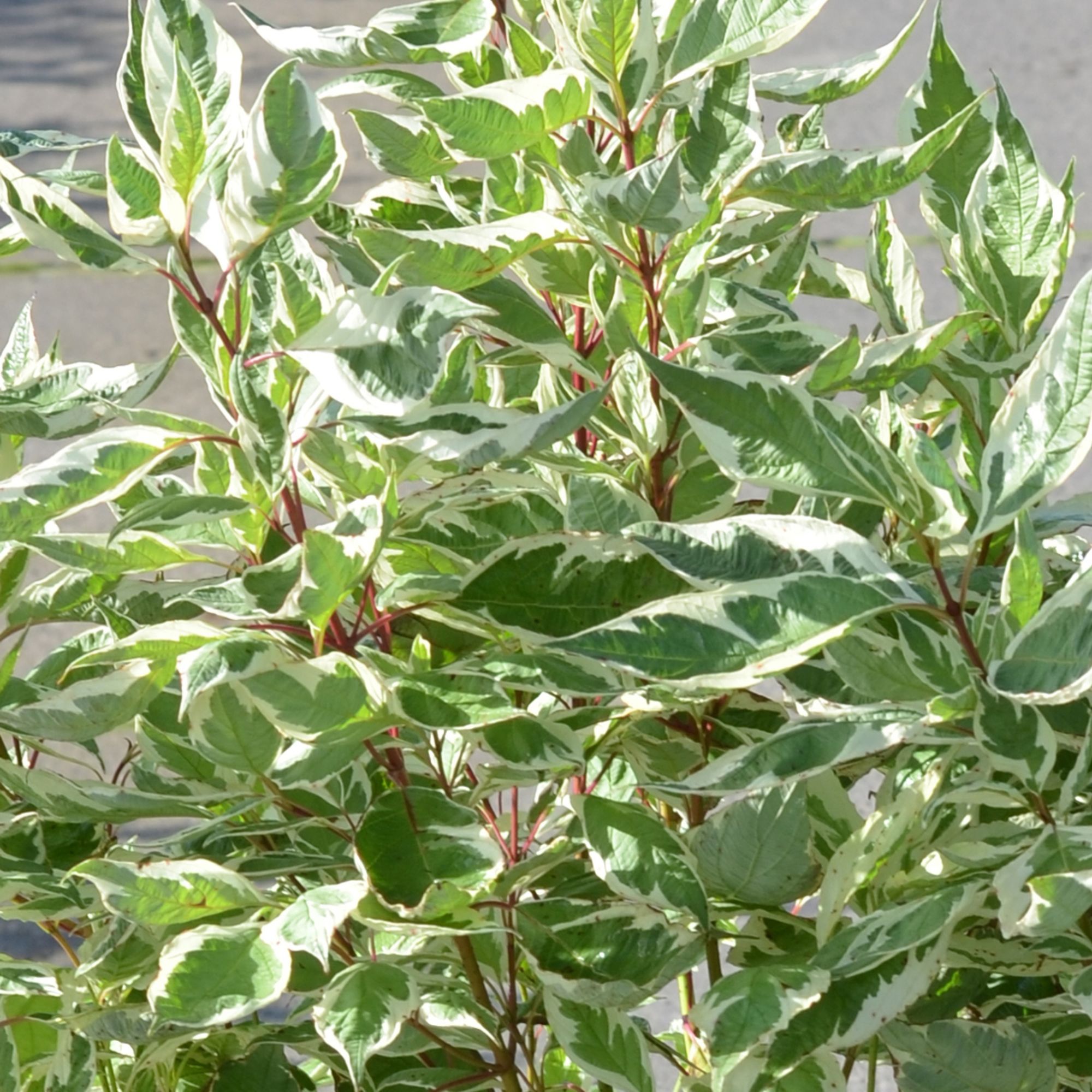 Cornus alba