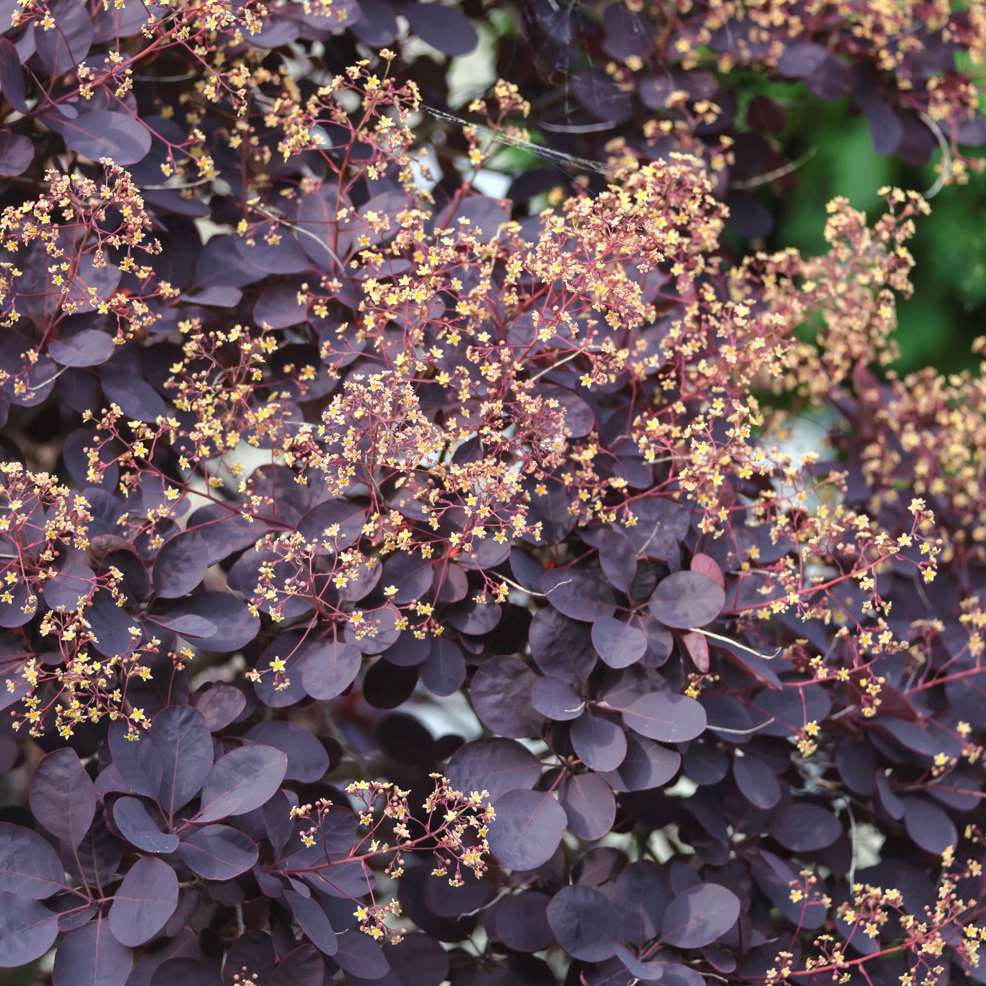 Cotinus coggygria