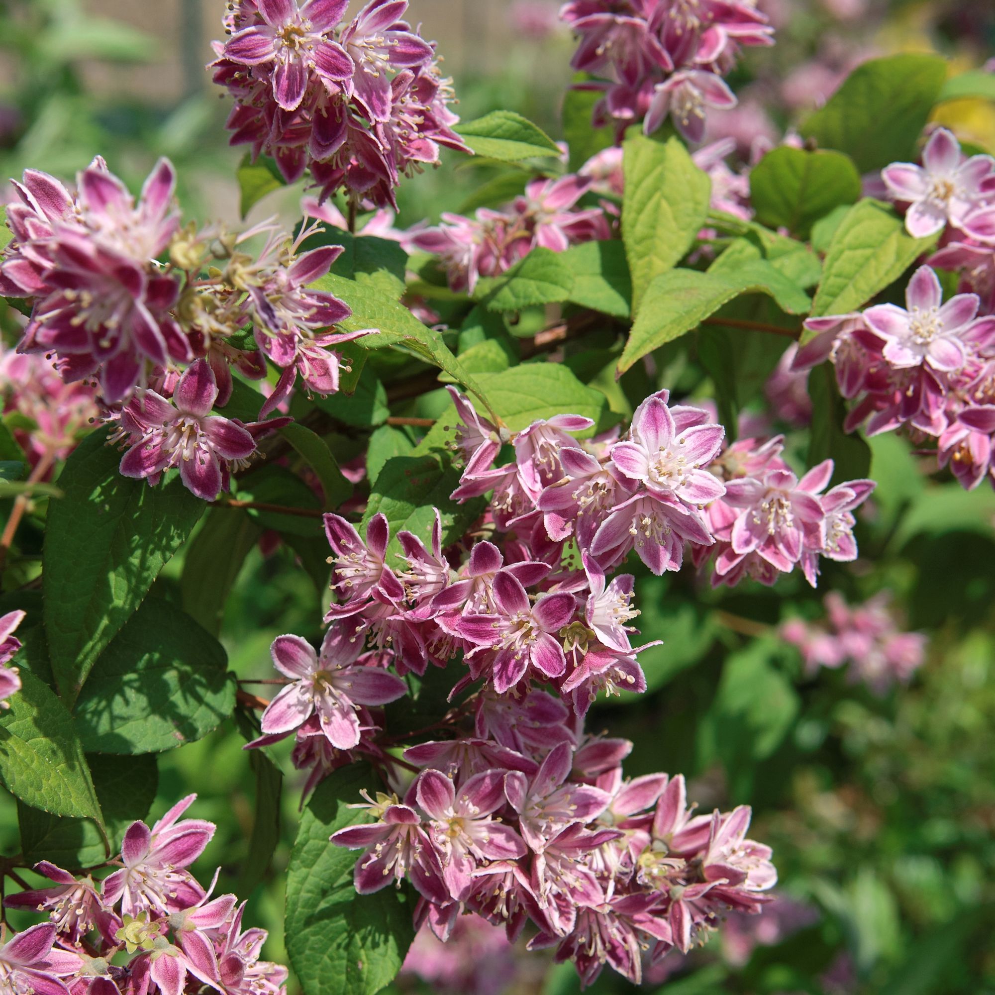 Deutzia magnifica