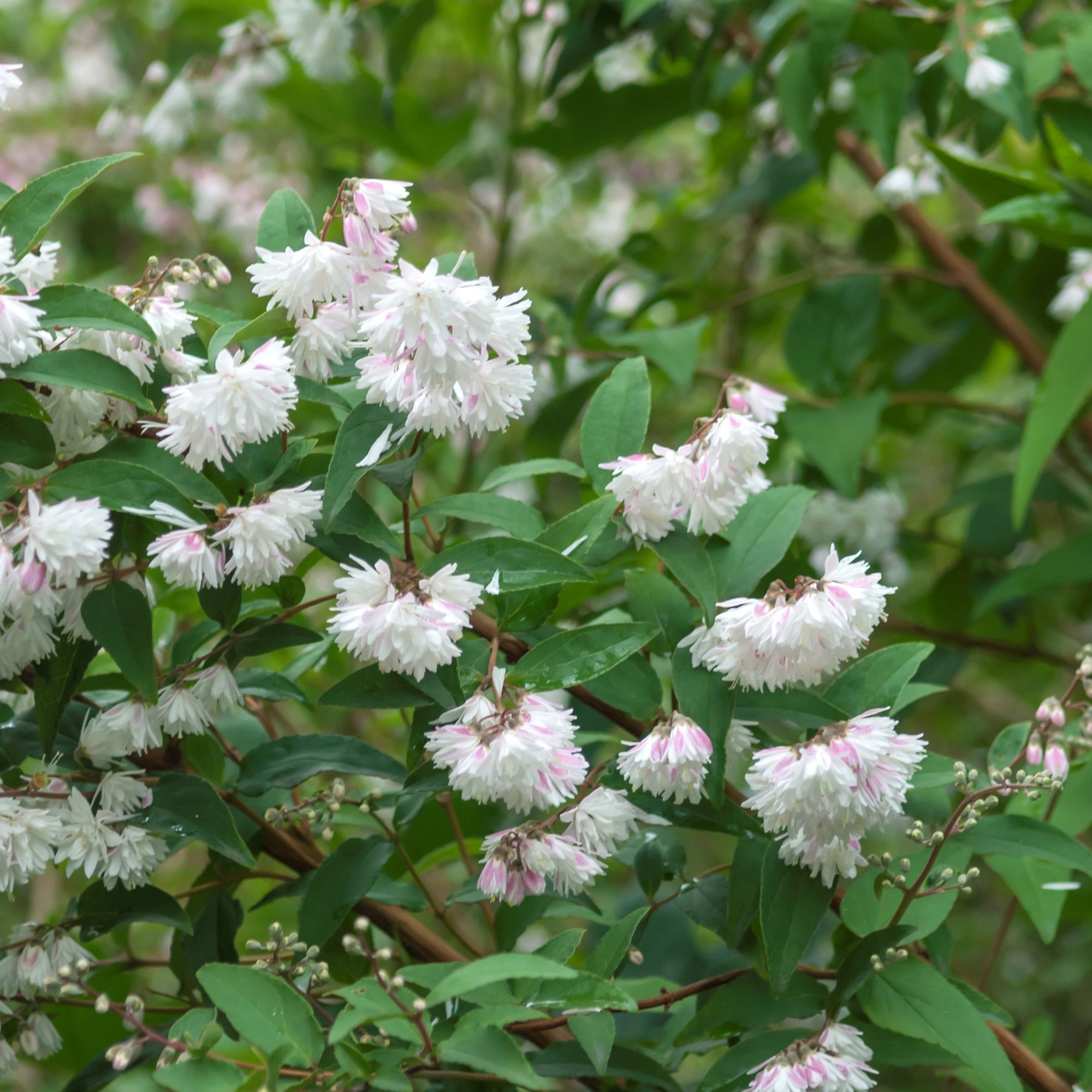 Deutzia scabra