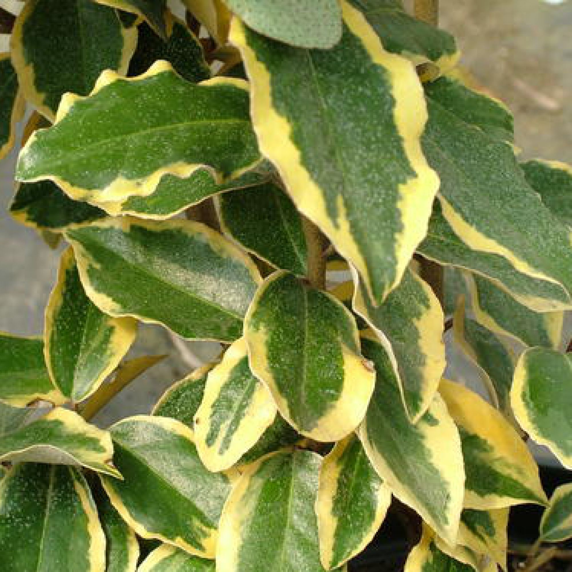 Elaeagnus pungens