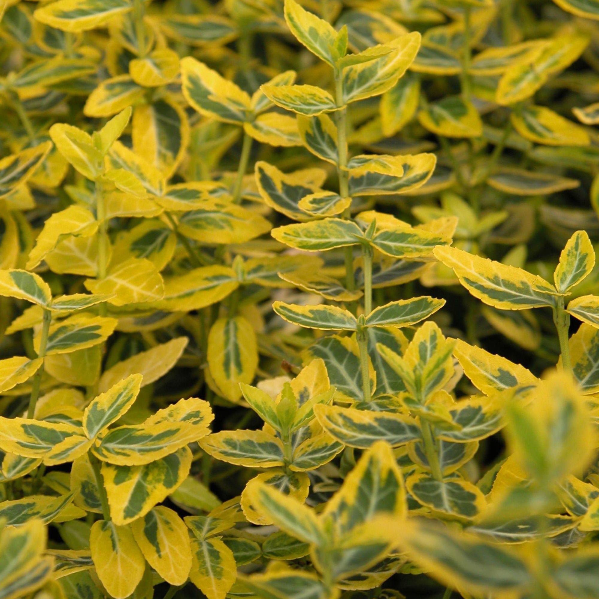 Euonymus fortunei