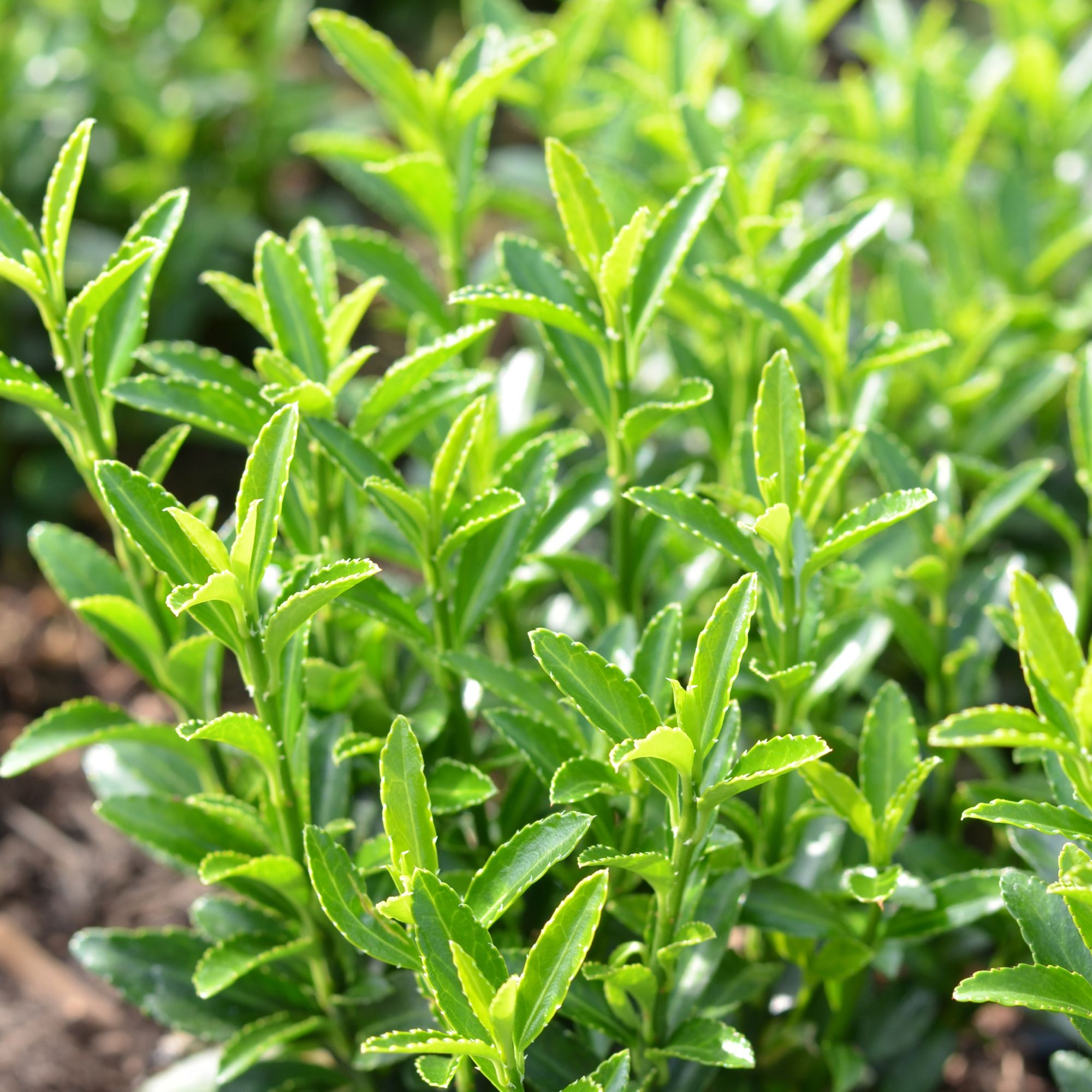 Euonymus japonicus