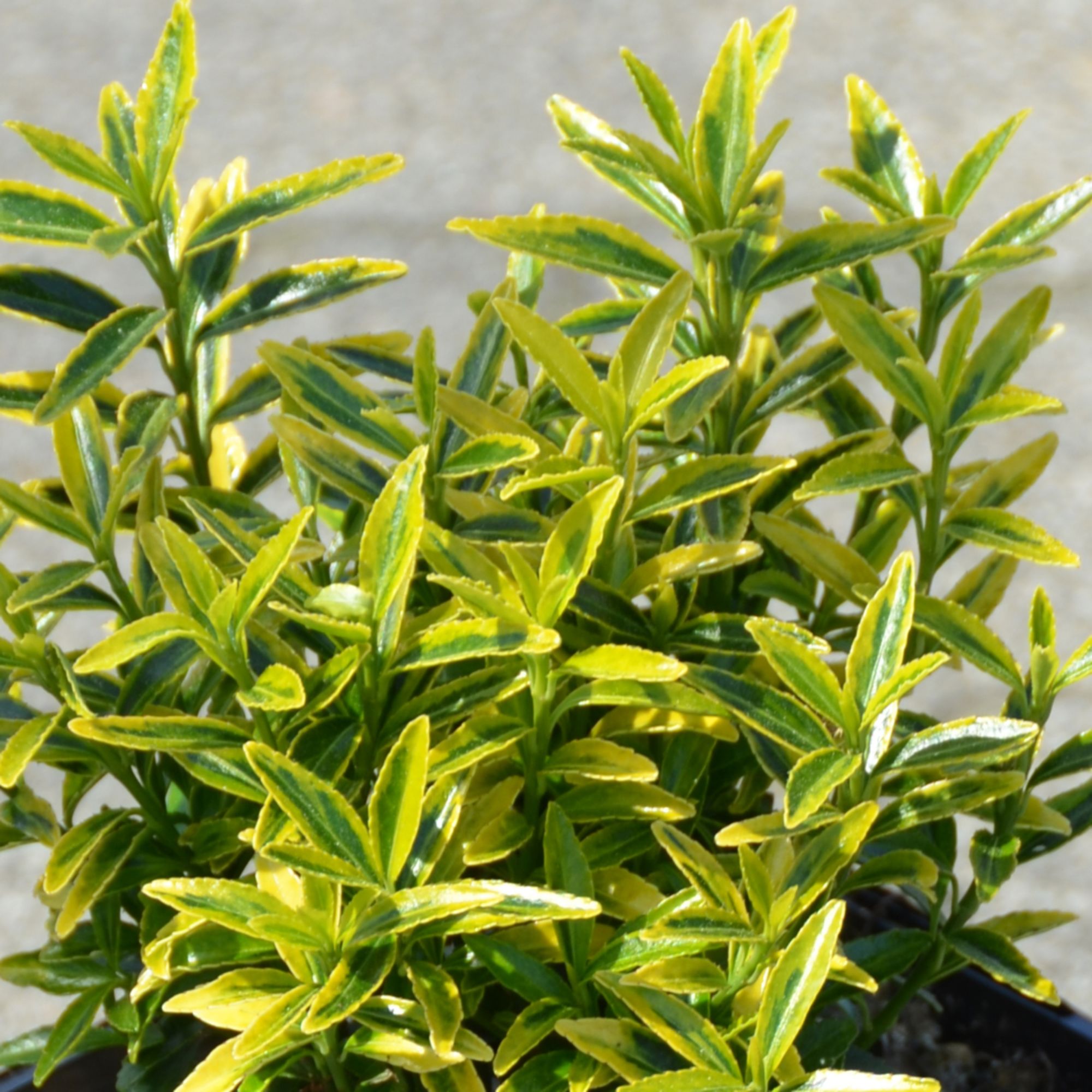 Euonymus japonicus