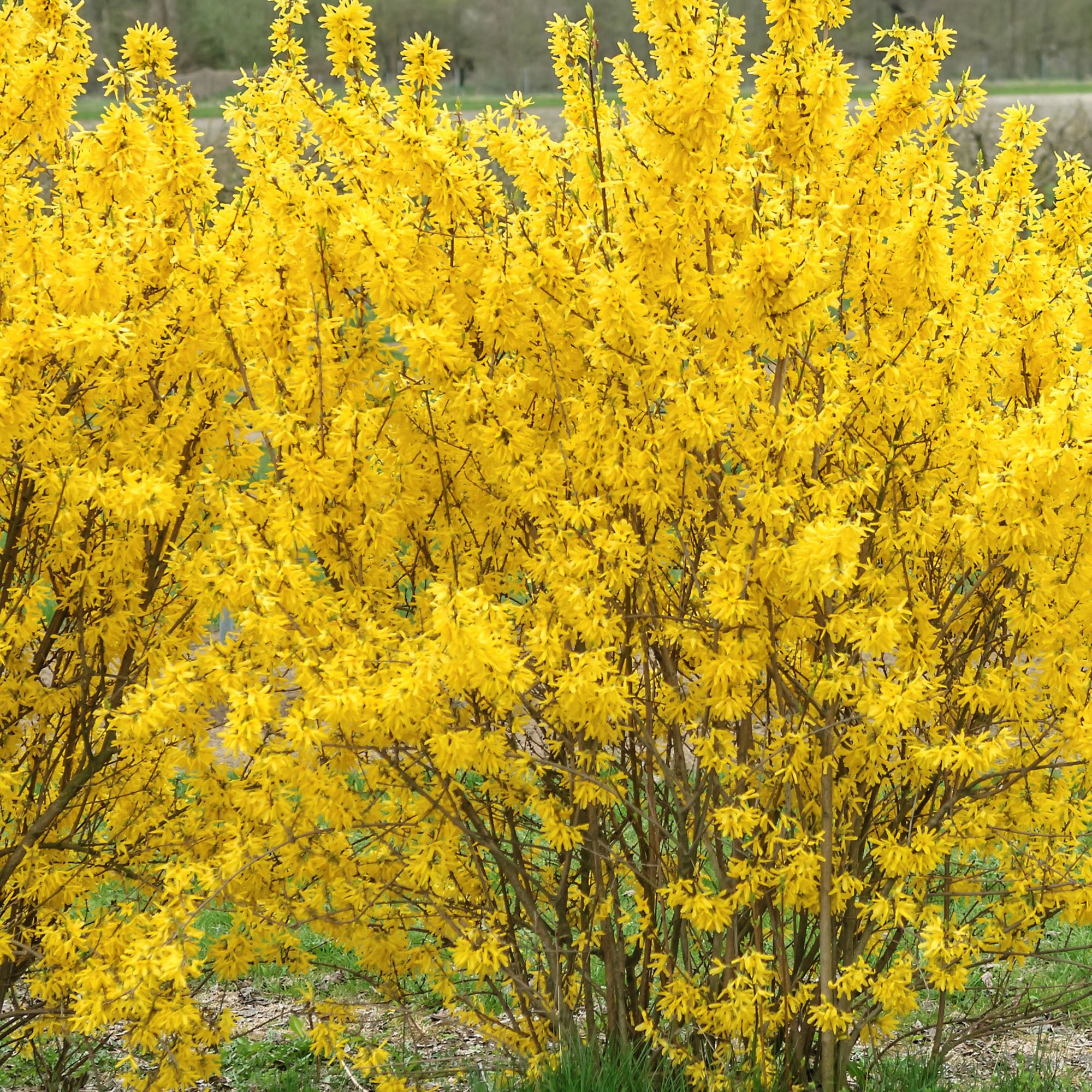 Forsythia intermedia