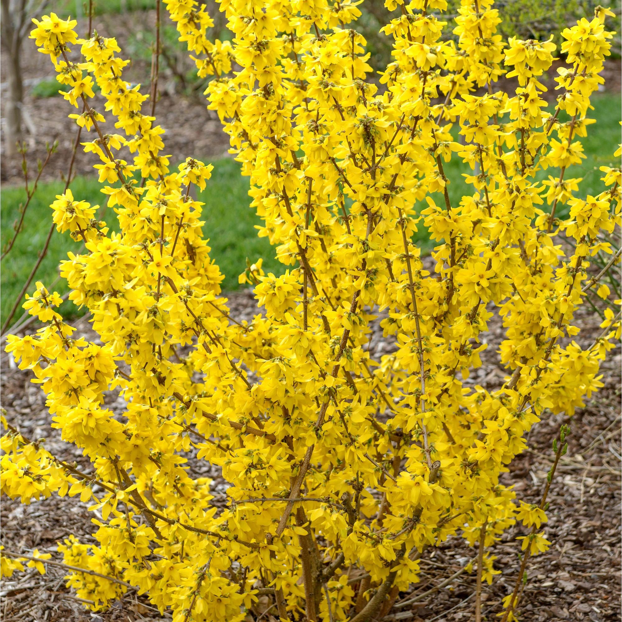Forsythia intermedia