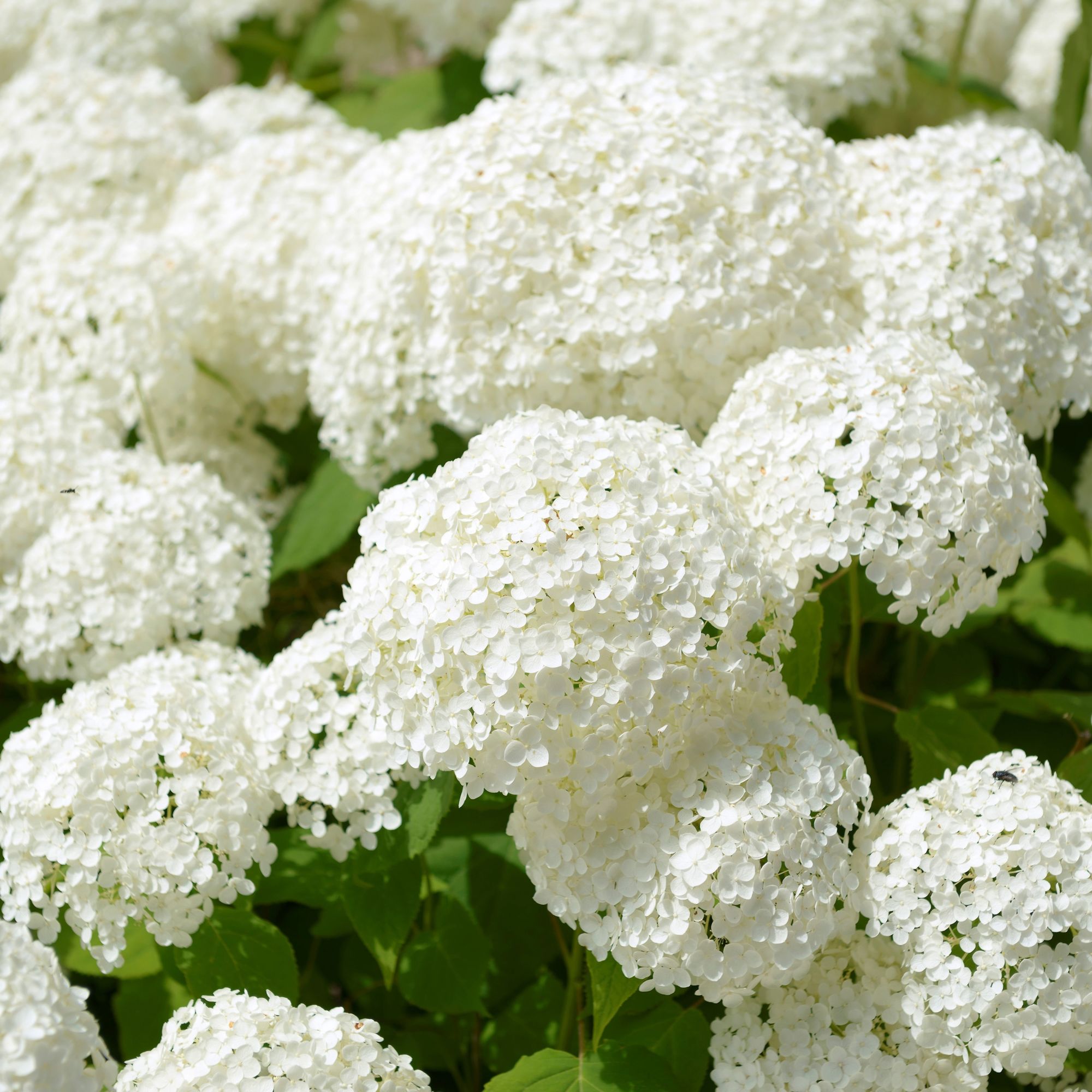 Hydrangea arborescens