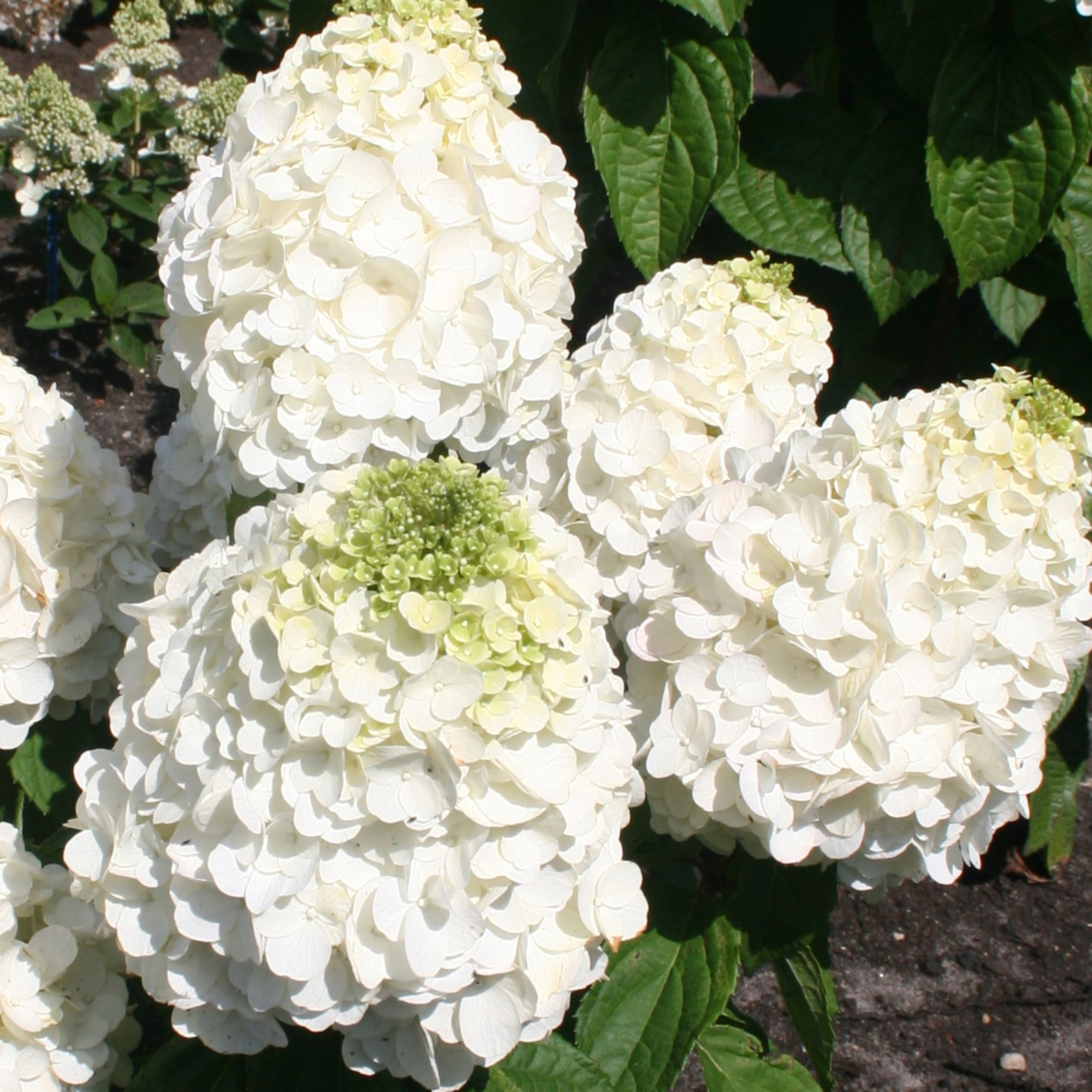 Hydrangea paniculata