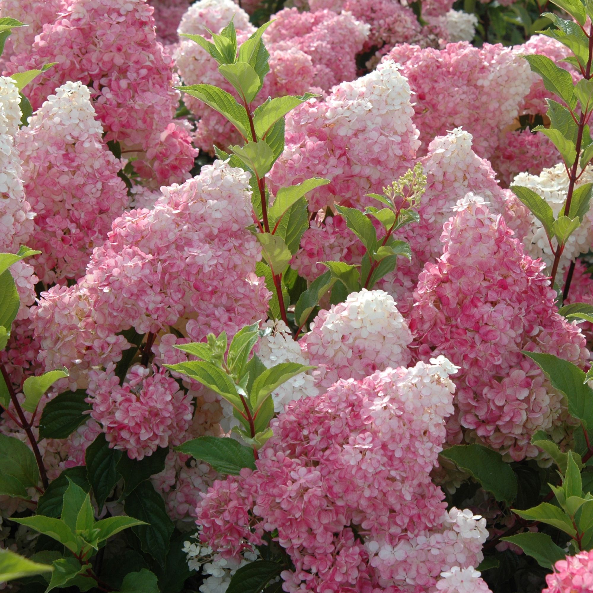 Hydrangea paniculata