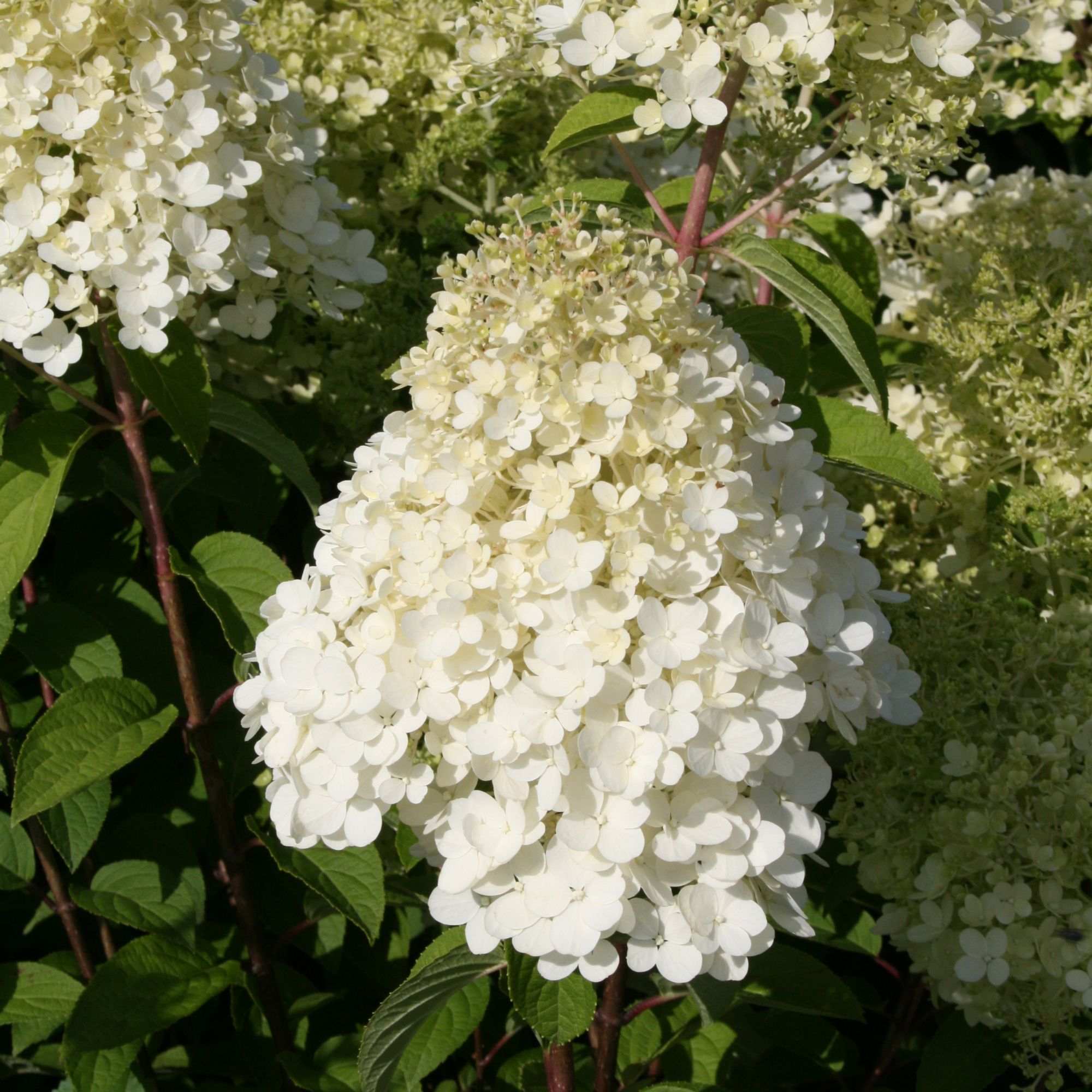 Hydrangea paniculata