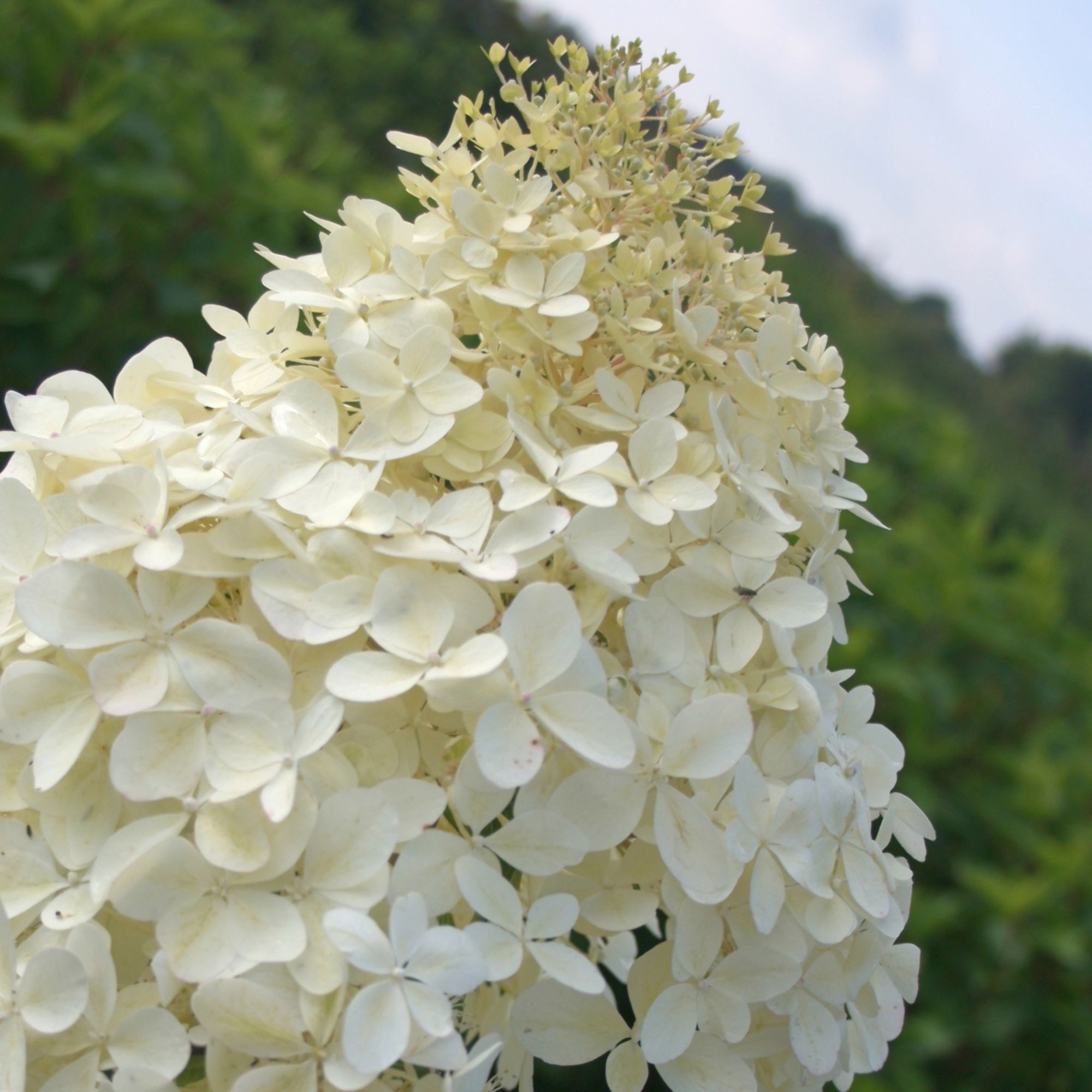 Hydrangea paniculata