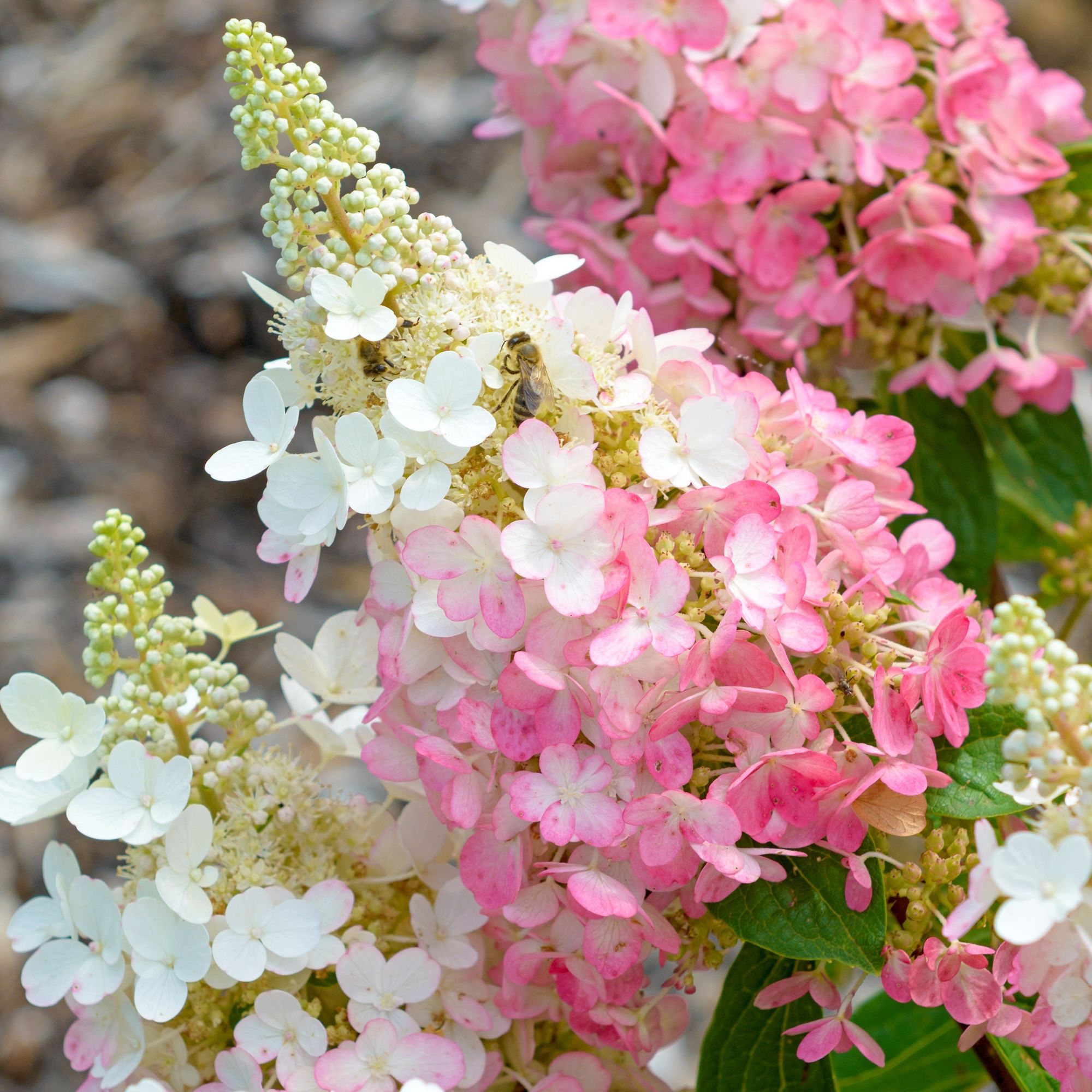 Hydrangea paniculata