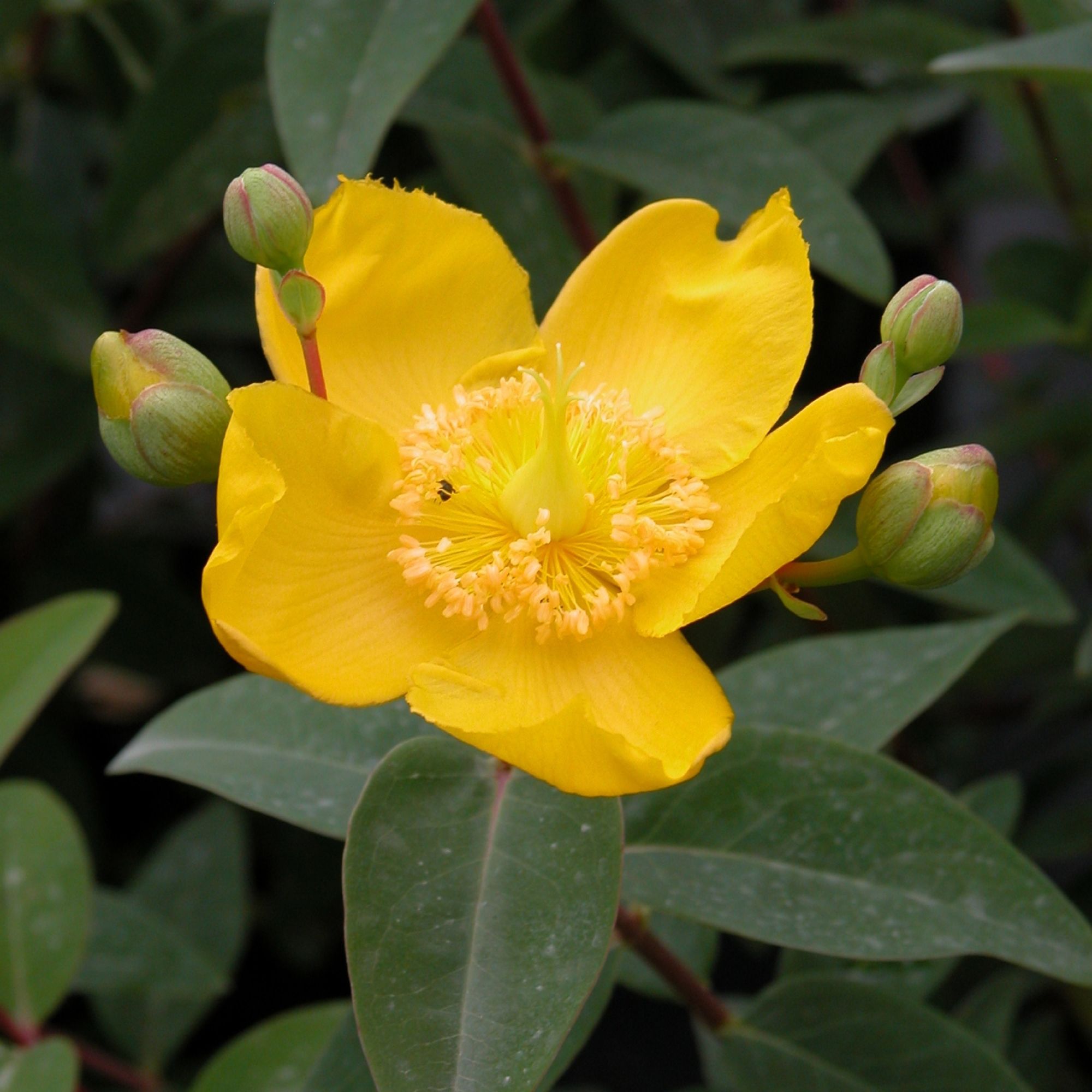 Hypericum