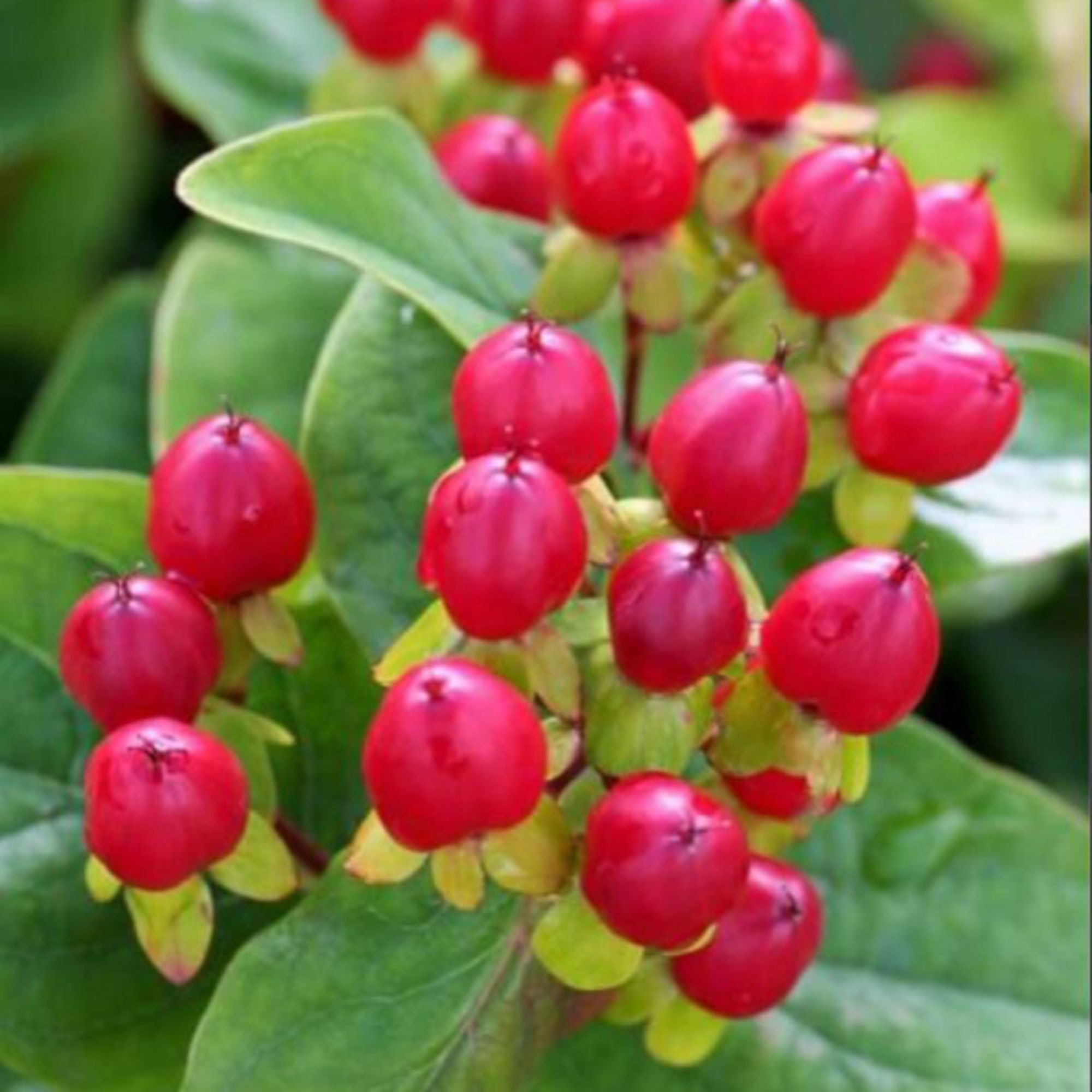 Hypericum inodorum
