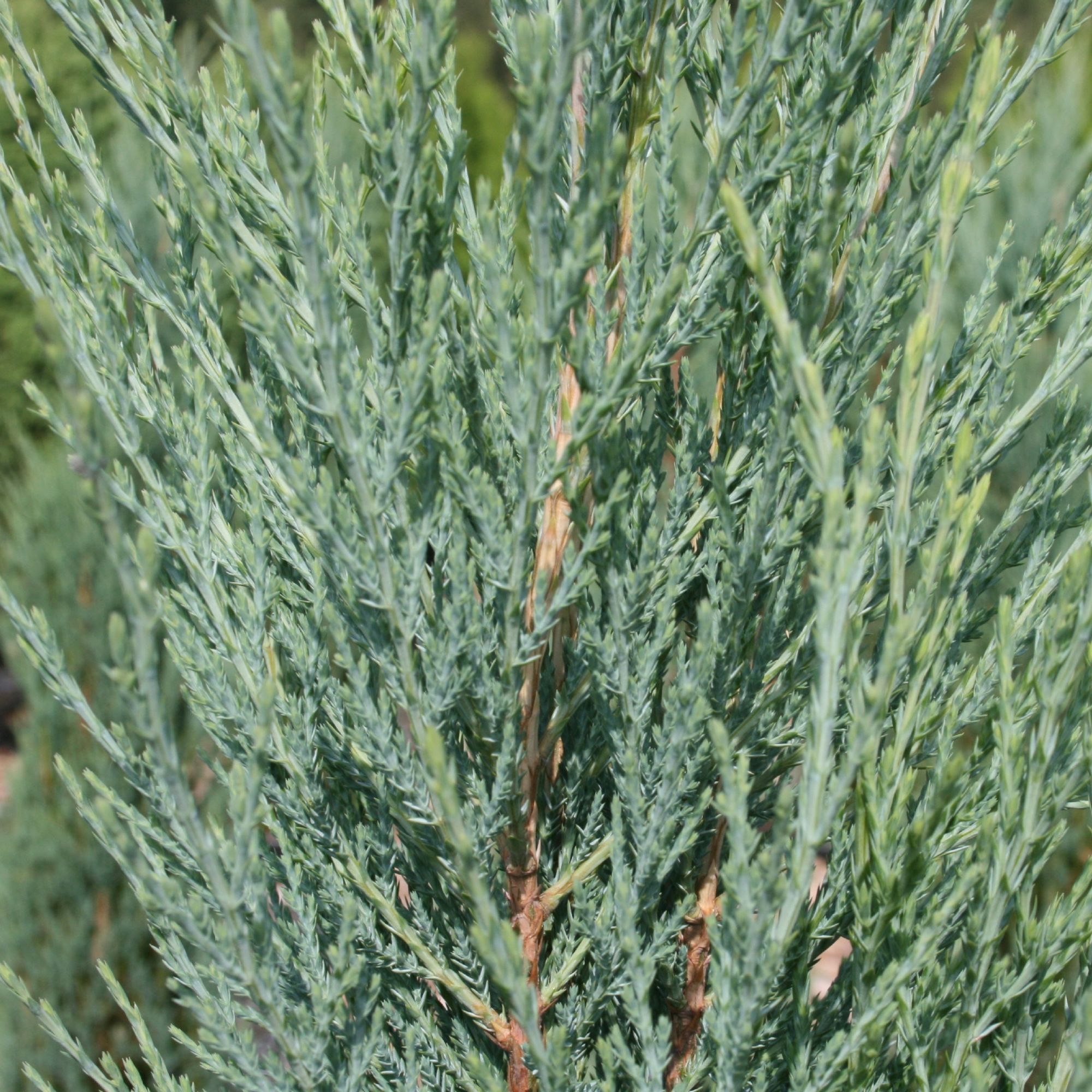 Juniperus scopulorum