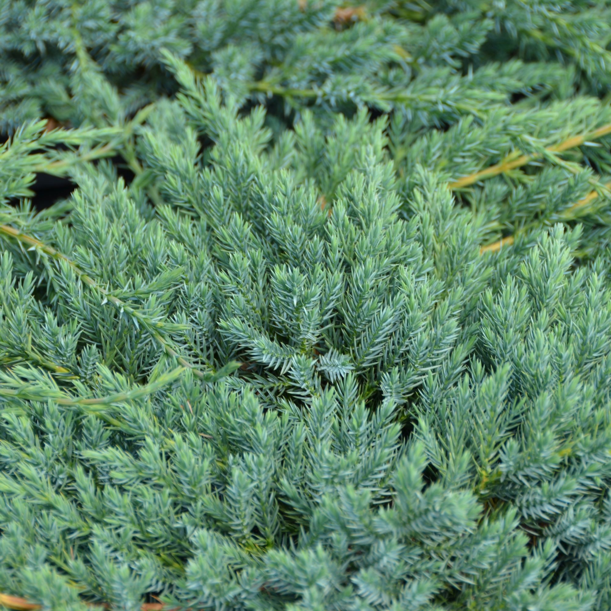 Juniperus squamata