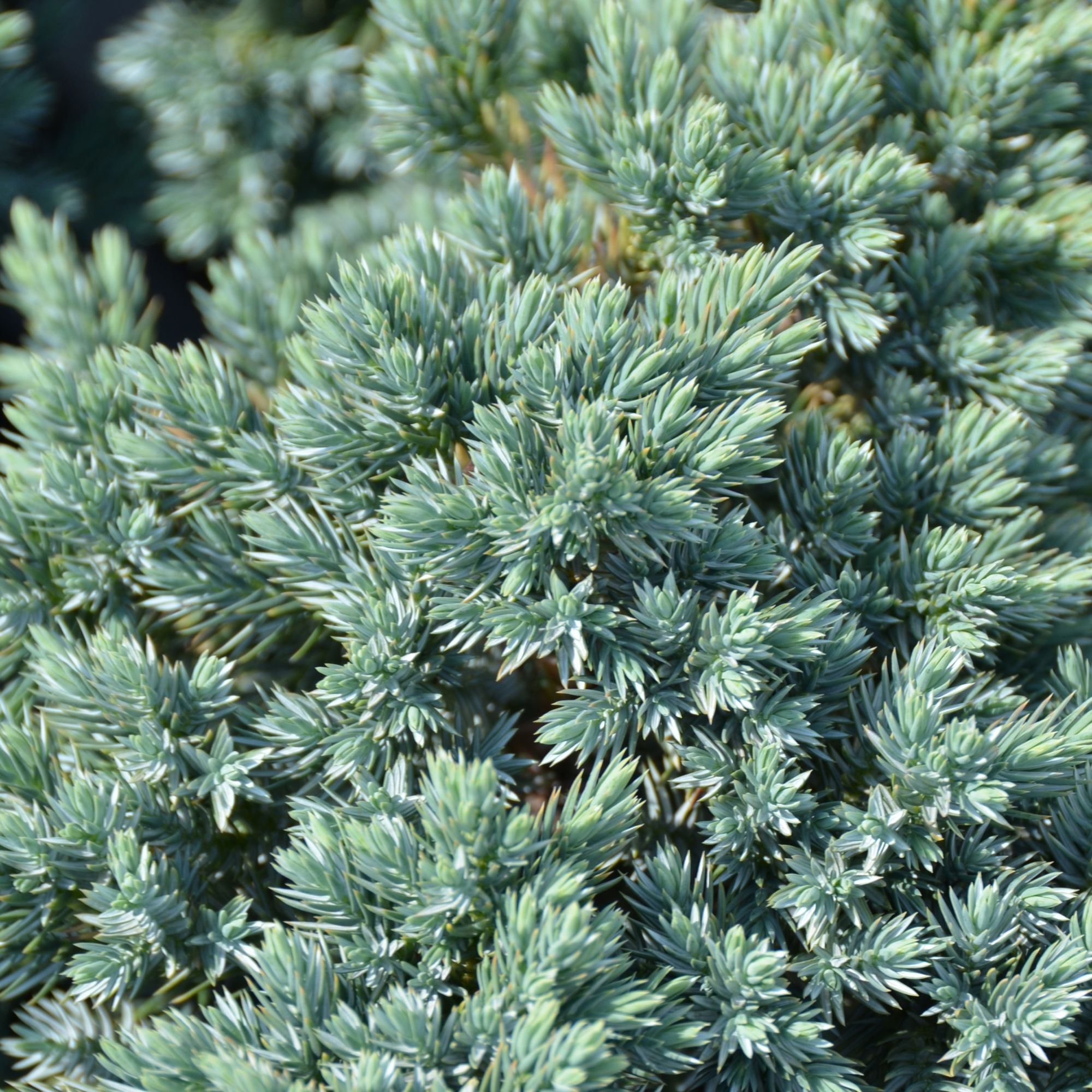 Juniperus squamata