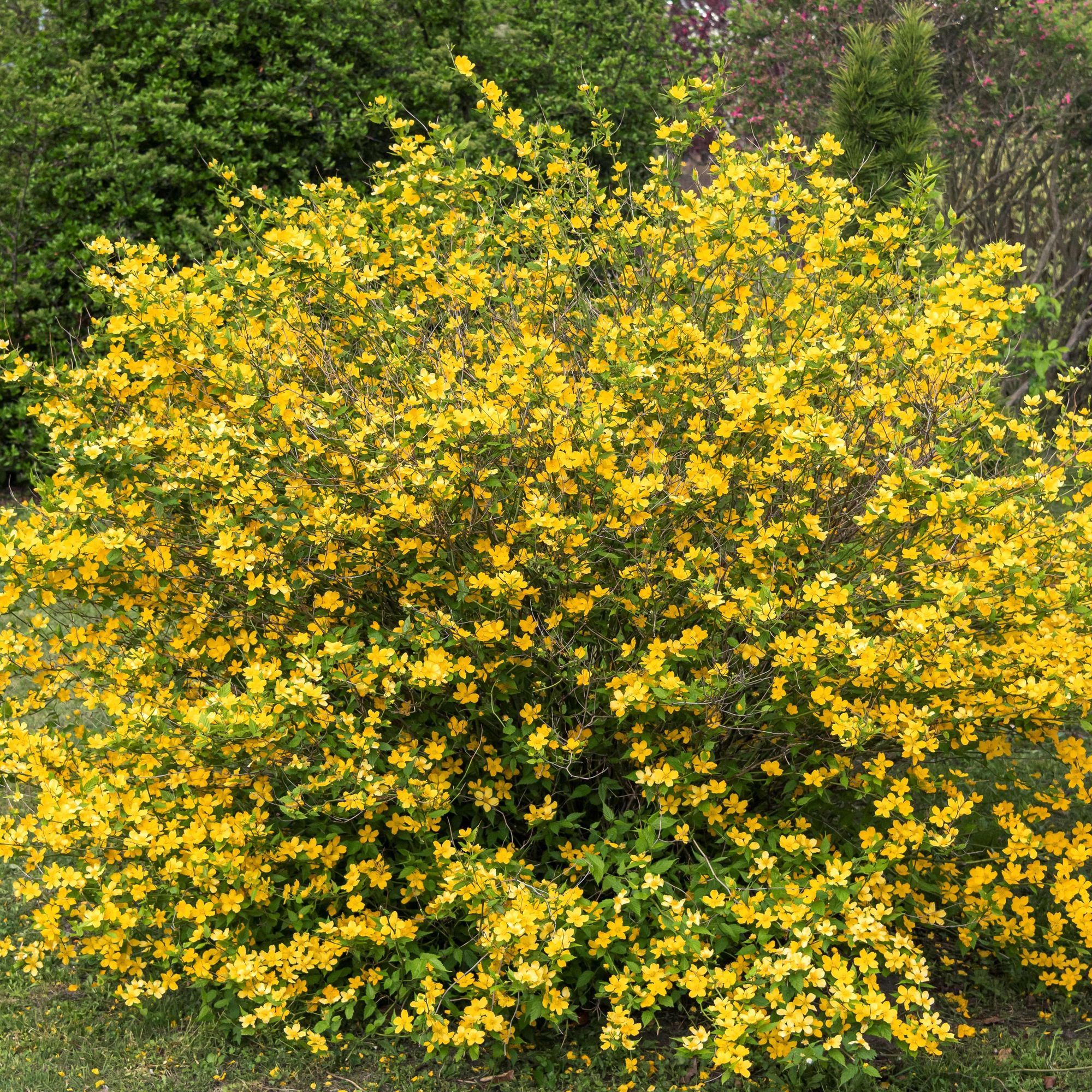 Kerria japonica